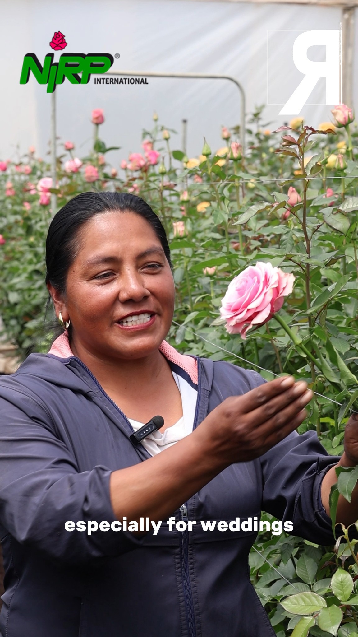 WELCOME TO NIRP SHOWROOM.
Meet the SWEET SPOT variety!!!
#nirpinternational #ecuadorysusflores #rosasecuador #mundial