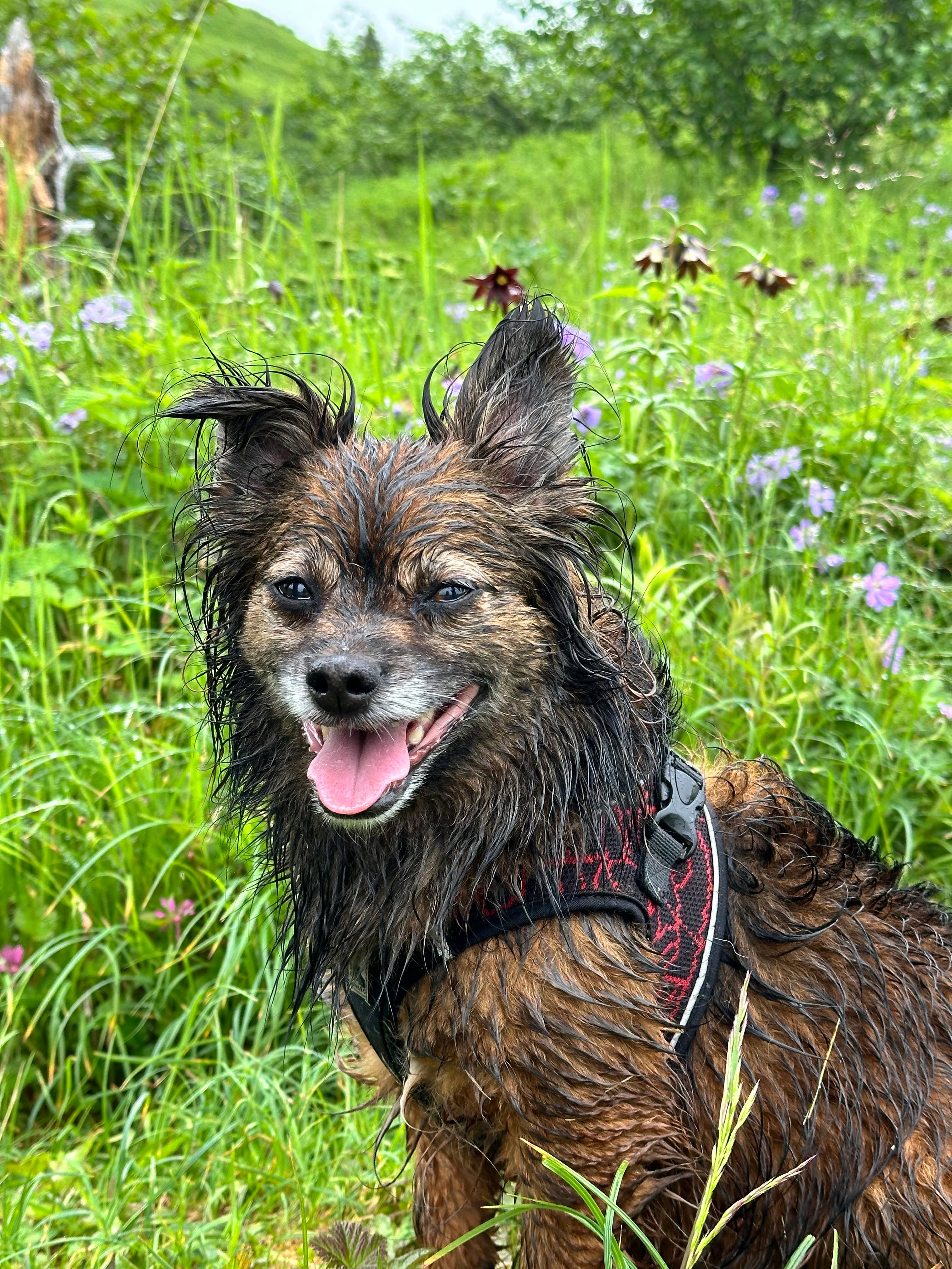 Pet Idol Contestant: Aven
#kodiakpetidol #vote