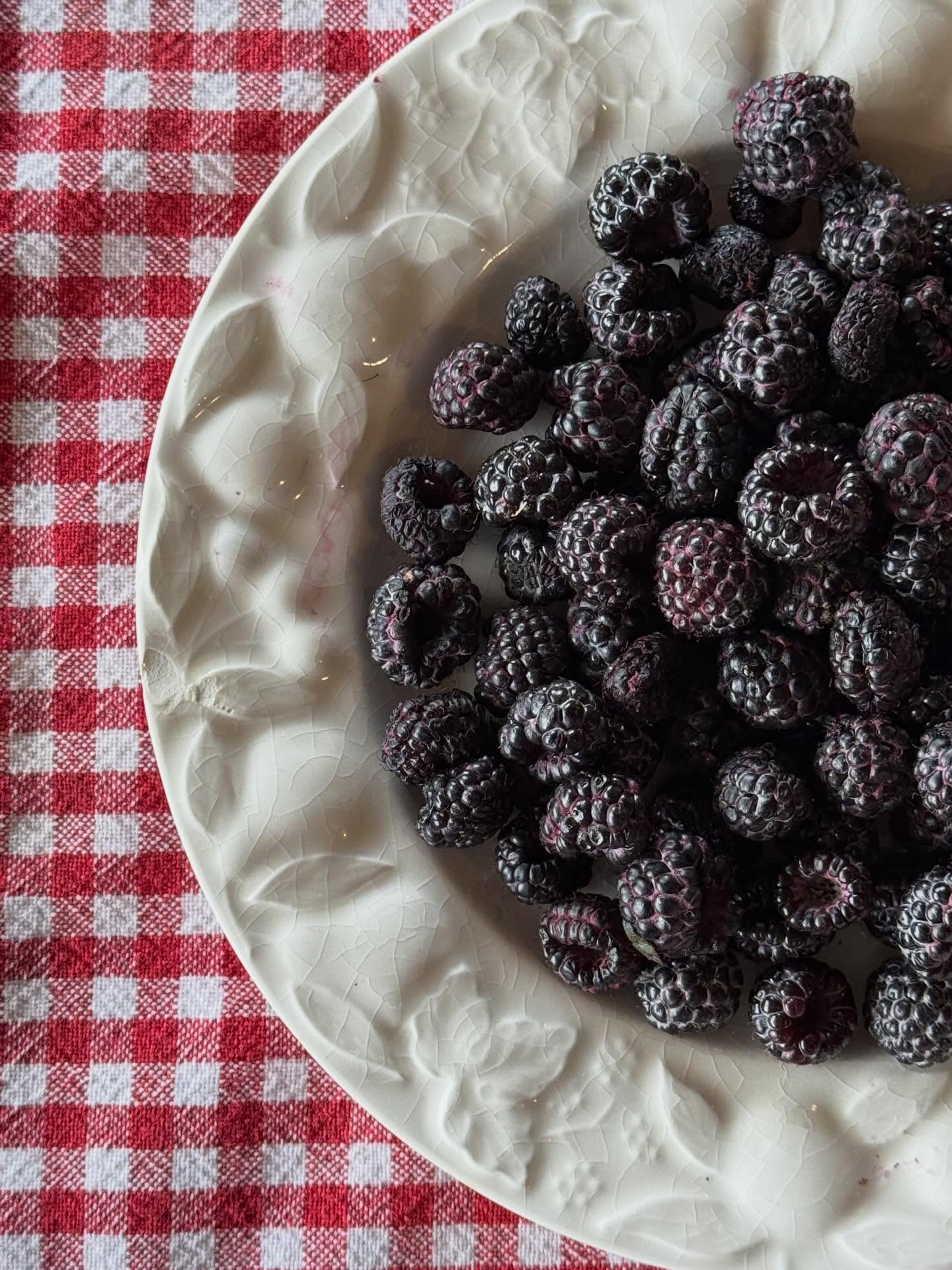 It’s that time of year when our whole world—and our whole family—is consumed by berries and summer crops.
I think every member of our family has their own signal that the busy season has officially arrived. For some, it’s the early mornings in the swather. For others, it’s the constant beeping of the forklift leaving the packing shed, the crowds at the farm store, or the endless supply of berries we somehow never get tired of eating.
As my mom would say, her signal is the semi trucks rolling in and out all day.
It’s pure chaos this time of year.
For me, one of the strongest signals of the season is seeing my dad pick up my daughter with his berry-stained hands. That’s when I know we’re not just picking the berries everyone comes to the farm store for...it’s blackcap season.
Have you ever heard of a blackcap?
Also known as a black raspberry, it’s one of those berries that isn’t very well known. It’s not a berry people come to the farm to pick, but if you know about blackcaps, you probably love them. And if today is the first time you’ve heard of them, you’re definitely not alone.
Every summer we get calls from customers asking if they’re ready yet so they can have them specially picked or reserve frozen berries for later.
Most of the blackcaps we grow are harvested commercially and are used in everything from natural food coloring to ice cream blends. But they’re also one of the healthiest berries around, containing about 11% more antioxidants than blueberries, which is one of the reasons they have such a loyal following.
We harvest blackcaps both by hand and by machine, and watching the machine work through the rows is honestly pretty impressive.
We’ll share a video of the harvest tomorrow—you won’t want to miss it!
Now we’re curious...have you ever tried blackcaps before? If you have, what’s your favorite way to enjoy them? Let us know in the comments!
#hoffmanfarmsstore #blackcaps #pnw #summer