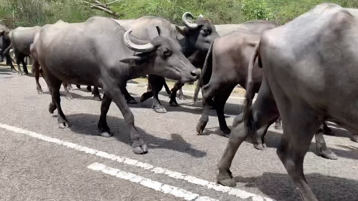 HEY BUFFALO! 🐃
During our 30,400km north to south traverse of India, we shared the motorways, streets and dirt roads with all sorts of wildlife.
They were often in charge of the roads… and us. 🤪
Over 4 weeks, our little rickshaw or Tuk Tuk broke down everyday but we kept fixing it up. Even when it set on fire, its exhaust fell off and the chassis snapped it kept going. 💪🏻
An amazing expedition in a totally crazy and epic country full of the most random of experiences.
Can’t wait to head back. ☺️🇮🇳
#indiatravel
#travelreels
#incredibleindia
#overlandtravel
#travelphotography