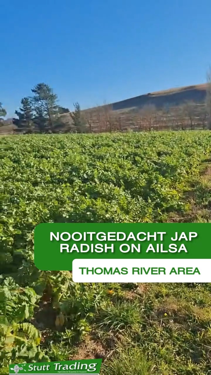 Phewy, what a glorious sight! Just have a look at this brilliant stand of Nooitgedacht Jap Radish on Ailsa in the Thomas River area. It is truly a picture of hope and great results.
A huge thank you to our client for sharing these images and bringing us along on this journey. We are honoured to be part of the process!
#StuttTrading #ThomasRiver #Nooitgedacht #FarmingExcellence #AgriculturalPartners #GrowingTogether