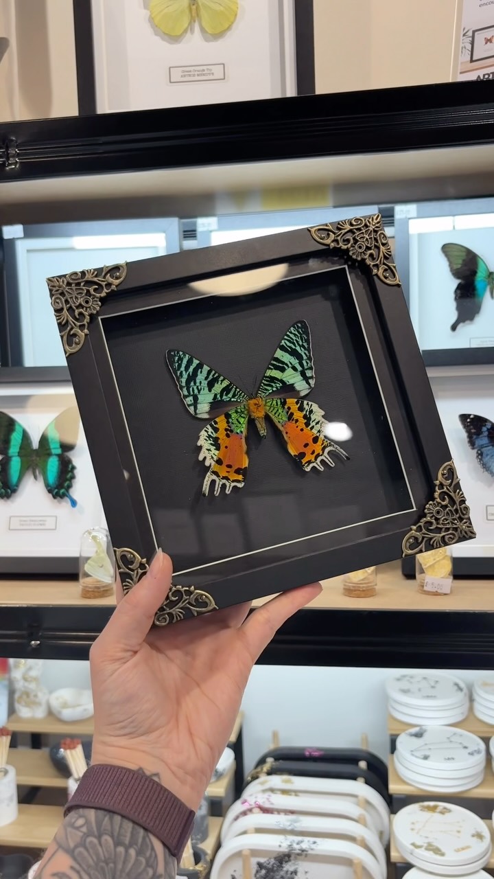Gothic Style Frames have made their way to @artandsoulhub in Leeds Queens Arcade! ๐ค
One of the coolest shops in Leeds for small business, original artist work! Perfect stop if you are looking for a gift or to treat yourself.
Can also be found on our website as always ๐ค
#entomologyart #naturalhistory #leeds #taxidermyforsale framedbutterfly