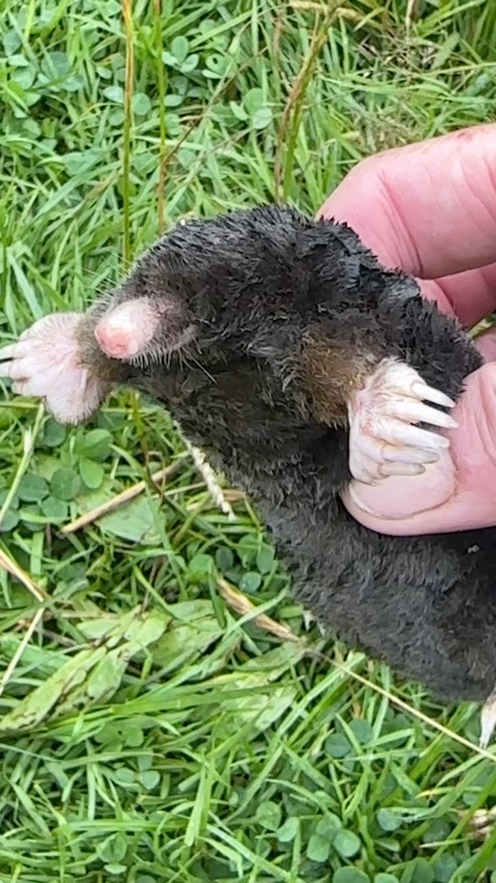 This is the second mole, in 2 days, that I have found dead on a path….
Such incredible creatures….