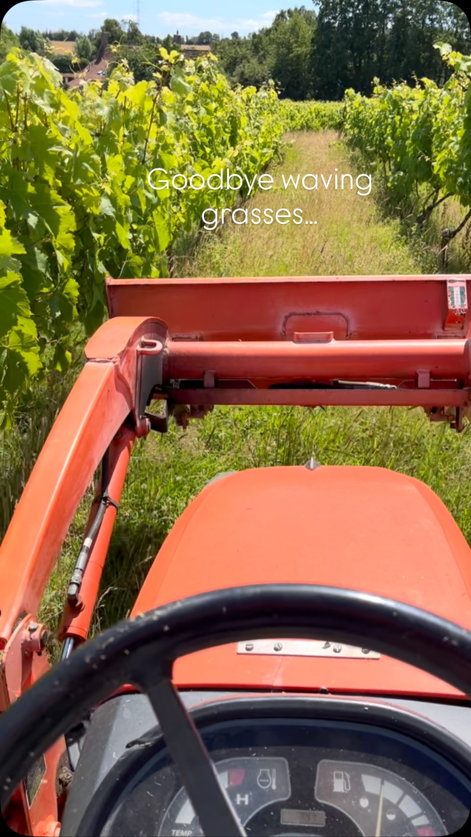 We let alternate alleys come up to seed every year, and after 30 years of this our sward is varied and full of wild flowers and insects. But now the vine canopy is full and needs good air circulation to keep mildews away. It’s always a wrench…..