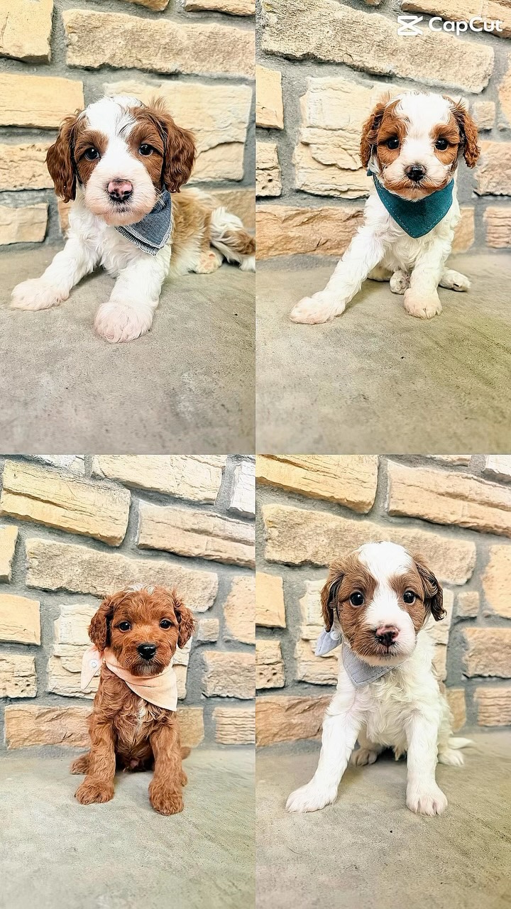 Cavapoo Puppies are the best! We still have some available!!! #cavapoo #puppies #puppypawscolorado #doodlepuppy #puppy