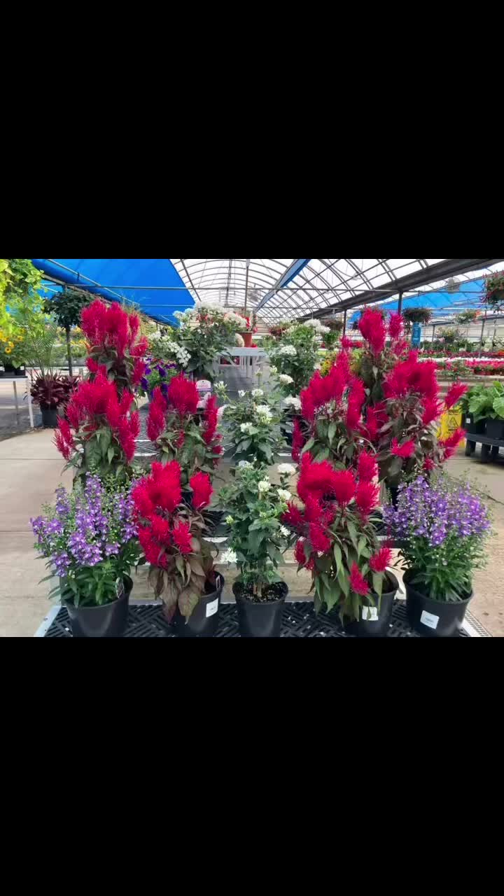 Come visit us this week- make sure you are getting ready for the battle of the blooms! Weekly drawings through July and customer voting for the big prizes in August!! #growbeauty #ohiogreenhouse #ohiogreenhouse #DaytonPlants #PlantTherapy
