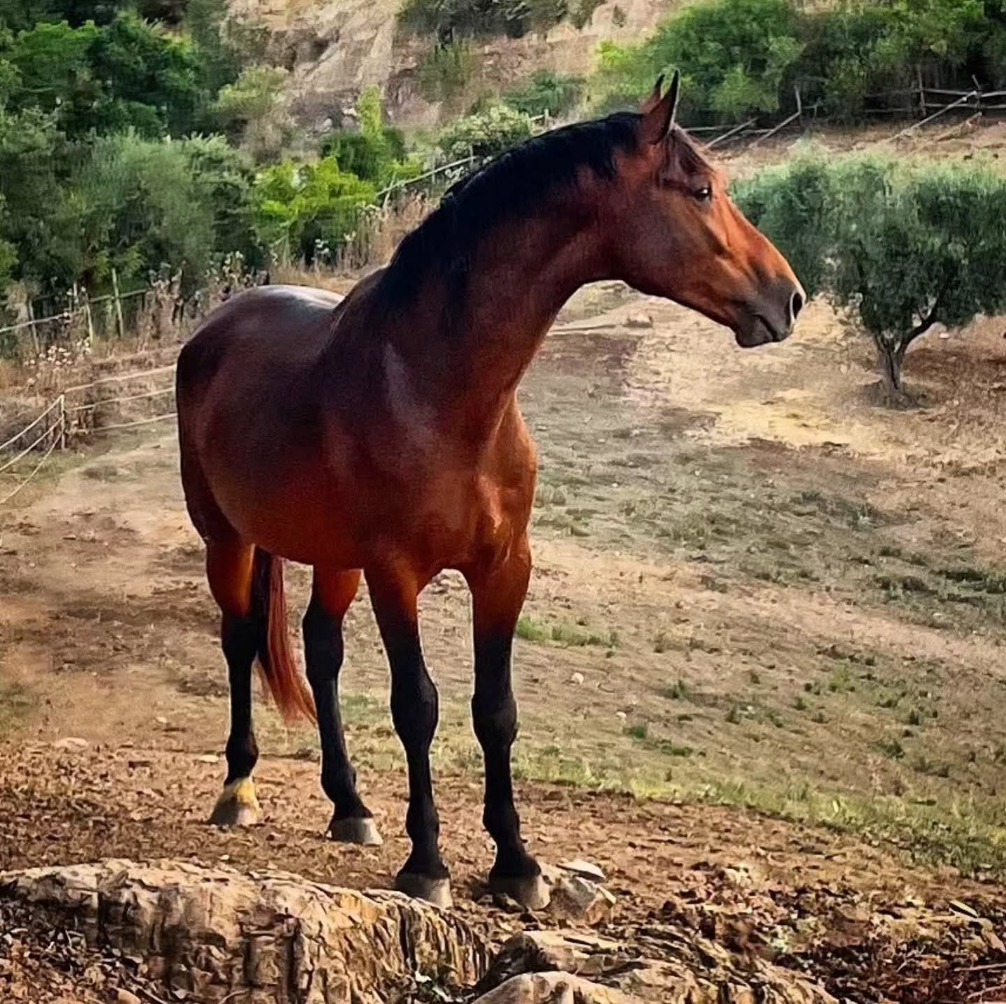 Ci sono cavalli che colpiscono per la loro bellezza.
E poi ci sono cavalli che lasciano un segno per la loro presenza.
Non hanno bisogno di mettersi in mostra. Non cercano attenzione.
Sono semplicemente sé stessi.
Un cavallo che cresce in branco, con spazio, tempo e rispetto, sviluppa qualcosa che nessun addestramento può insegnare: una serenità autentica.
Ogni sguardo racconta libertà.
Ogni passo parla di equilibrio.
Ogni momento ricorda quanto sia prezioso permettere ai cavalli di vivere secondo la loro natura.
Qui, tra gli ulivi, le colline della Maremma e il silenzio della campagna toscana, il benessere non è una promessa.
È il nostro modo di vivere.
Perché i cavalli più straordinari non sono quelli che fanno di più.
Sono quelli che possono semplicemente essere✨
Es gibt Pferde, die beeindrucken durch ihre Schönheit.
Und es gibt Pferde, die durch ihre Ausstrahlung berühren.
Sie müssen sich nicht in Szene setzen. Sie suchen keine Aufmerksamkeit.
Sie sind einfach sie selbst.
Ein Pferd, das in der Herde aufwächst, mit Raum, Zeit und Respekt lebt, entwickelt etwas, das kein Training der Welt vermitteln kann: echte Gelassenheit.
Jeder Blick erzählt von Freiheit.
Jeder Schritt von innerem Gleichgewicht.
Jeder Moment erinnert daran, wie wertvoll es ist, Pferde einfach Pferde sein zu lassen.
Hier zwischen Olivenhainen, den Hügeln der Maremma und der Ruhe der toskanischen Natur ist Pferdewohl keine Floskel.
Es ist unsere Art zu leben.
Denn die beeindruckendsten Pferde sind nicht die, die am meisten leisten.
Sondern jene, die einfach sie selbst sein dürfen✨
#LePuledraieDiSterpeti #CavalloMaremmano #Maremmano #CavalliInLibertà #EtologiaEquina Ethologie HorseCenteredBreeding RispettoERelazione BenessereEquino HealthyHorses Pferdewohl Pferdezucht Nachhaltigkeit Maremma Toscana VisitTuscany TuscanyHorseRiding HorseRidingTuscany EquitazioneInToscana PasseggiateACavallo EscursioniACavallo Reiturlaub Ausritt Ausreiten TrailRide HorseLover NatureLover Cavalli HorsesOfInstagram EquestrianLife Italia MonteArgentario EquitazioneEtologica