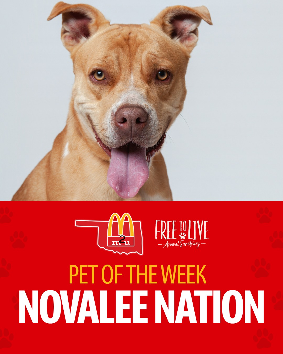 Allow us to introduce Novalee Nation, our Pet of the Week. 🐾 We’re proud to partner with Free To Live Animal Sanctuary to help shine a light on adoptable pets looking for their forever homes. Let’s give Novalee the spotlight she deserves. 🌟
🐾 Age: Estimated DOB 2023
🐾 Sex: Female
Novalee Nation is ready to find her forever home and take on the world! This sweet girl is full of wiggles, energy, play, and love. She’ll crawl right into your lap and your heart, and all she wants is a family of her own.
Novalee is a high-energy girl who will need plenty of playtime, structure, and a family ready to keep up with her fun personality. She plays well with other dogs, but her rough-and-tough play style may not be for everyone. She would love to meet any resident dogs before adoption, and Free To Live would be happy to cat test her for interested families.
Because she loves to romp, play, and soak up affection, Novalee could do well in a home with kids. Think Novalee Nation could be the perfect fit for your family? Apply to meet her today: link in bio!