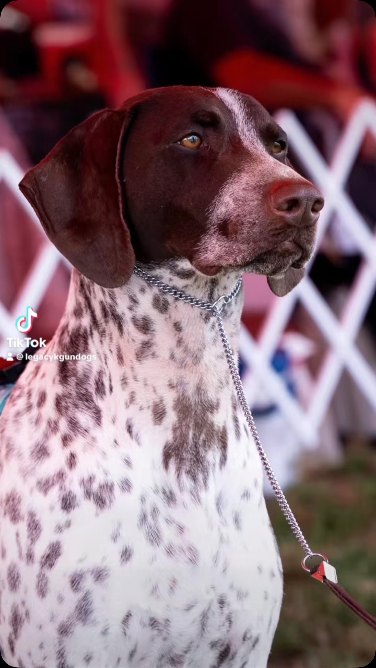 Our lovely Frida was Best Of Opposite in Specialty today at the Fort Dearborn GSP Club - expertly piloted by Johnny 💜
•
•
•
#legacyk #gspcommunity #birddogoftheday #gsp #gspoftheday