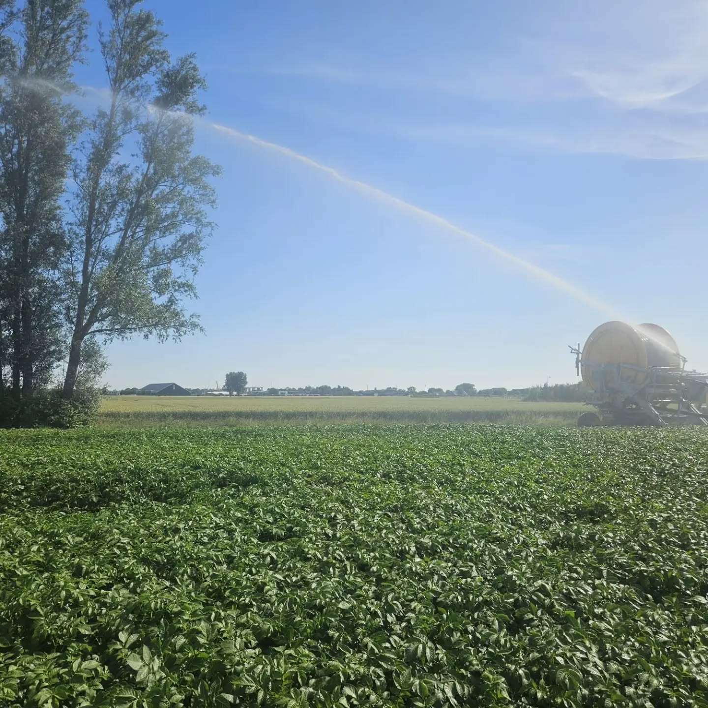 Nattigheid💦
Het is alweer een tijdje behoorlijk droog en warm in onze regio🥵
Om goed te kunnen groeien hebben gewassen voldoende water nodig, tot wel 5à10 mm. per dag op hete dagen.
We zijn dus de aardappelen weer volle bak aan het beregenen met water uit de sloten🚜💪🏼🚿
We zijn heel blij dat we voldoende zoet water hebben hier in onze Hoeksche Waard, maar met beregenen is het altijd wel wat. Een zuigkorf die verstopt is, een aanvoerslang die lek gaat of de wind die draait of veel te hard is. En natuurlijk gaat dit werk s'nachts ook door, dus af en toe een korte nachtrust😬🥱
De uien krijgen gelukkig water via de druppelslangetjes, dat gaat veel makkelijker nu de druppelslangetjes er al in liggen💧😅
Het ziet ernaar uit dat we dit nog wel een paar weken moeten blijven water geven. ☀️🌡️
#hoekschewaardappel
#aardappeloogst2026
#uienoogst2026
#farmlife
#onzeboerderij