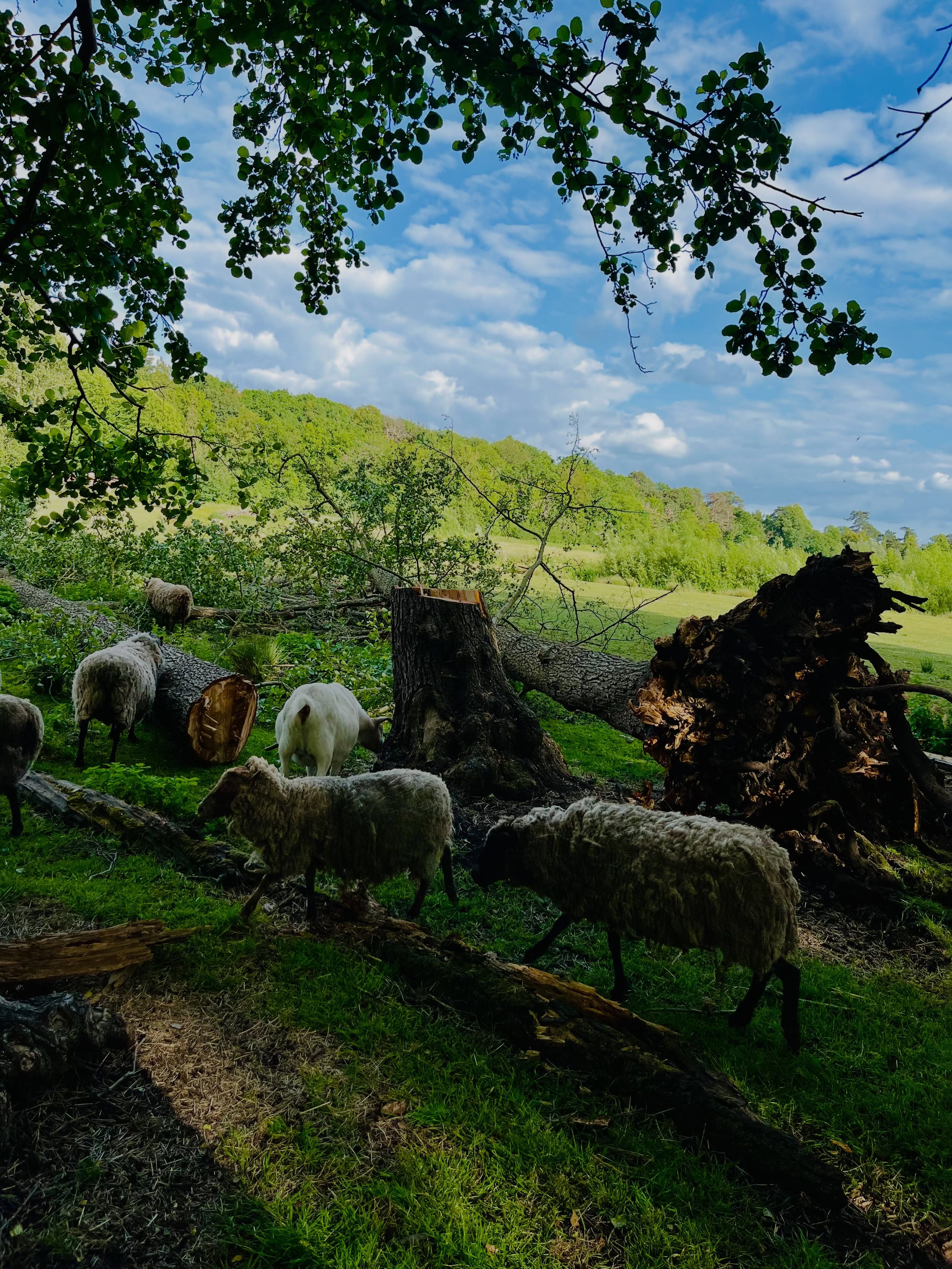 PHOTO DUMP JUNE 2026
.
.
.
.
#photodump #june2026 #sheep #goats #hoovesandtails