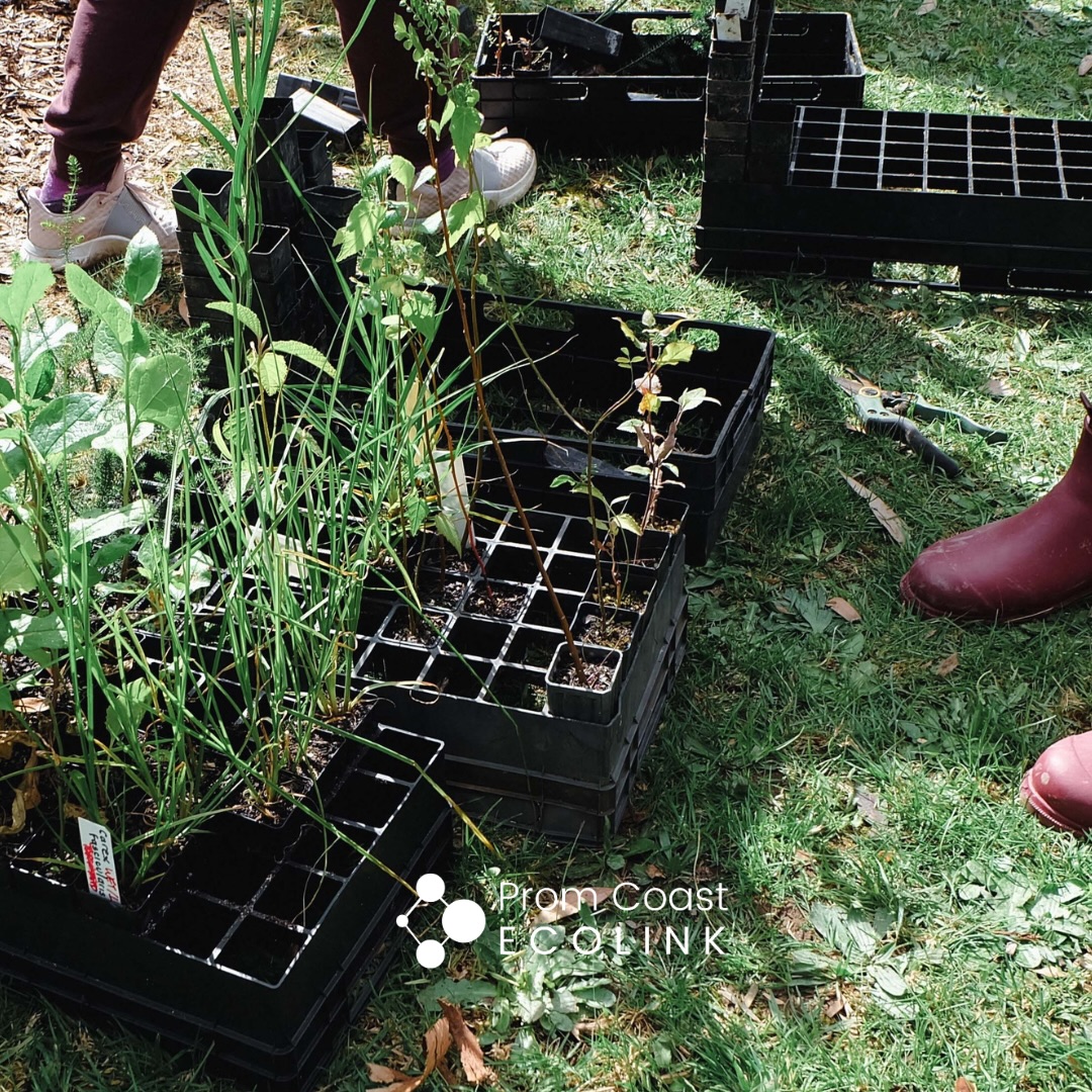 🌱 What’s better than a community planting day? A walk through regenerating bush first, of course!
Join us, @southgippslandwater & Fish Creek Landcare for a hands-on morning of habitat restoration along Battery Creek, Fish Creek.
Bring the family for a walk through regenerating bush, then help plant 1,000 native plants to restore vital Wet Forest habitat.
📅 Sat 8 August, 9am–1pm (BBQ lunch included!)
📍 1.7km walk in - find the map at registration link below
👨👩👧👦 Bring the whole crew — more hands, more impact!
👉 Register at the EVENTS link in bio!
🙏🏽 Thanks to @idecologicalmanagement for donating wallaby-proof tree guards for this project.
We acknowledge the Bratowoloong Clan as Traditional Custodians of the Hoddle Range on Kurnai Country, and pay respect to Elders past and present whose knowledge and wisdom has ensured the continuation of culture and traditional practices.
#fishcreek #habitatrestoration #CommunityPlanting #HoddleRange #kurnaicountry