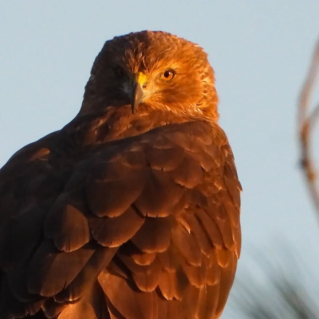 Hawk-eyed, our expert predator on the hunt.
#kāhu #karameahawks #australasianharrier