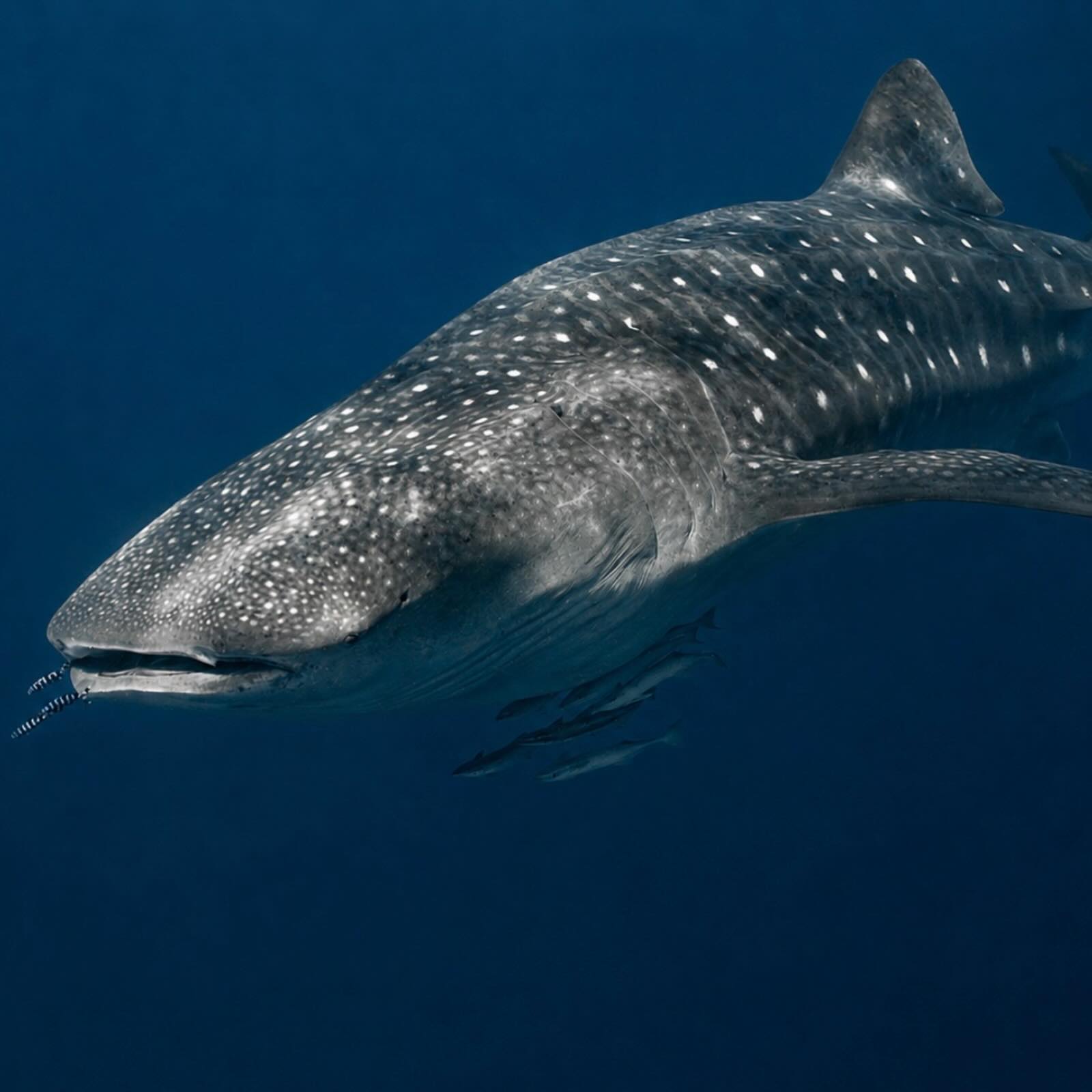 My favourite Whaleshark pics to date. 🔥
I was exiting the water when this Whaleshark followed us up to the boat. Managed to turn and get these snaps.
Thank you @danthediver for letting me borrow your camera, felt so good shooting for the first time in months
