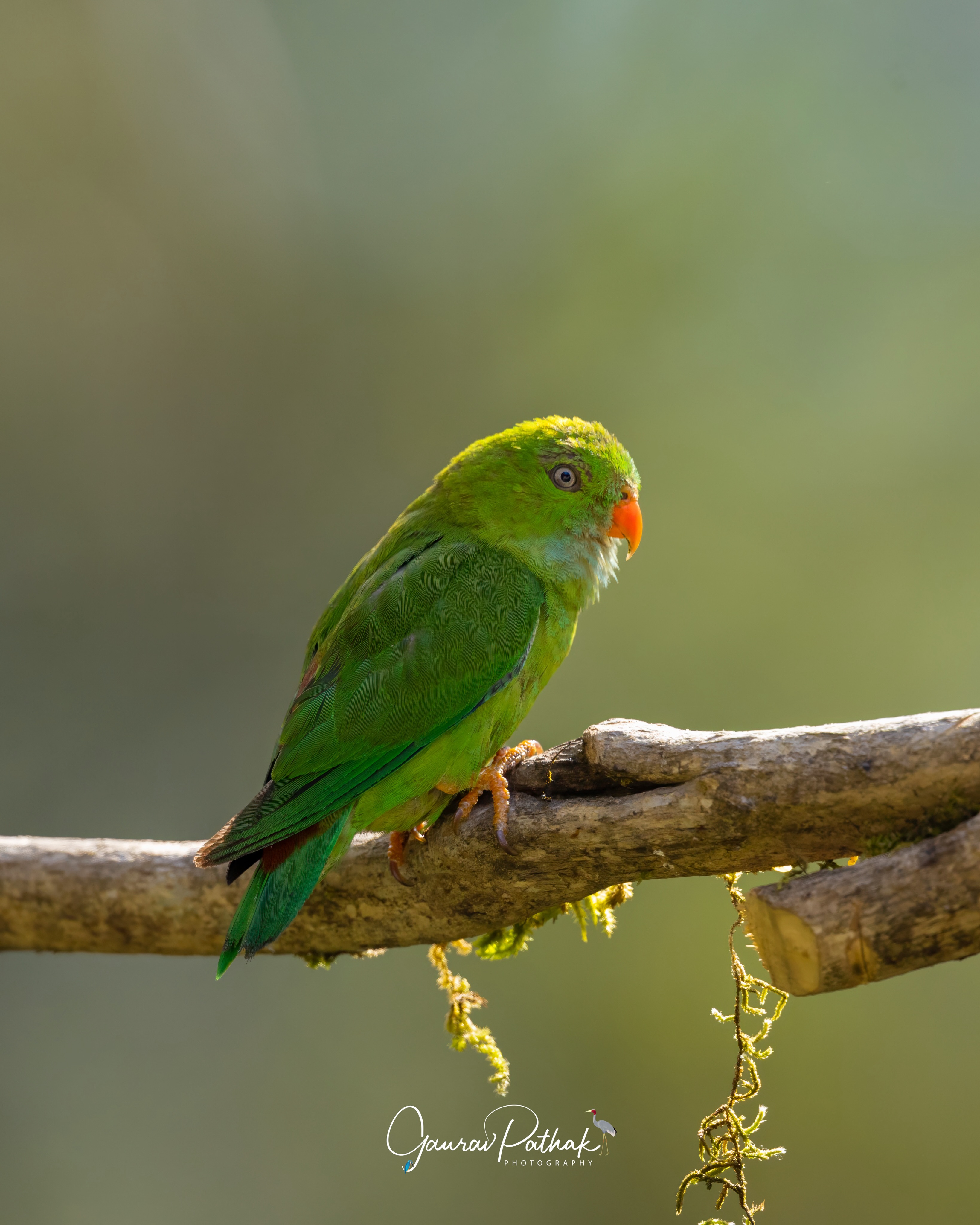 It has been a while since I posted. Some frames sit quietly in the archive before their time comes. This Vernal Hanging Parrot (Loriculus vernalis) was one such moment, finally edited and ready to share. Tag someone who would stop scrolling for this little green gem
.
📷 Canon R5 | RF 600mm F4 | f/4 | 1/1250s | ISO 1000
.
#VernalHangingParrot #IndianBirds #WildlifePhotography #BirdsOfIndia #canonr5