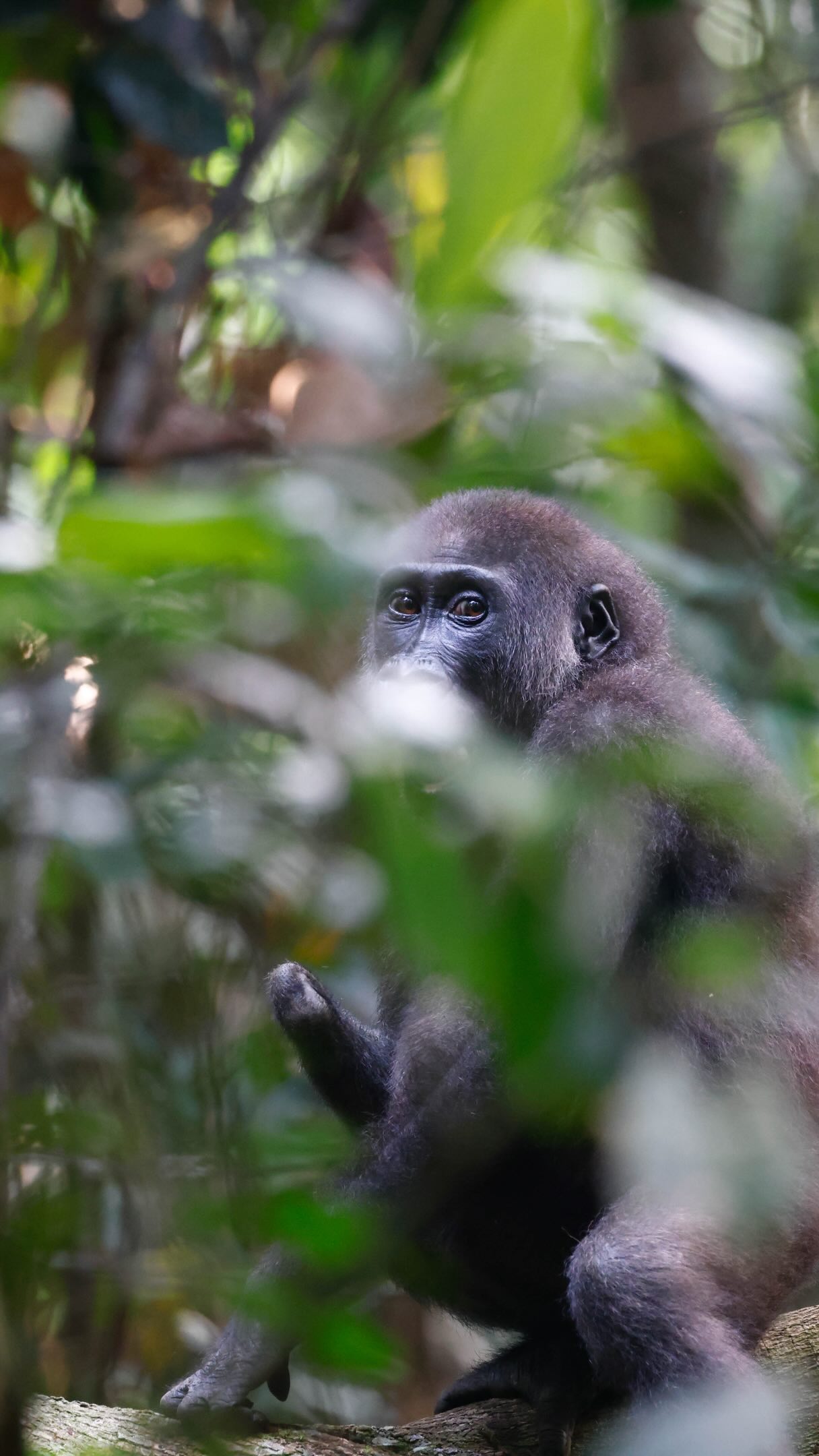 One hand and endless determination. Some animals carry scars of sharing their habitat with us. This gorilla most likely lost its hand in a snare set by subsistence hunters hunting for bush meat (like antelope). The gorilla wasn’t the intended target, but paid a large price. The price of sharing its habitat with humans.
Watching it move through the forest is a reminder of wildlife’s ability to adapt, endure, and carry on and the importance of conservation and education in areas where humans and wildlife co-exist.
#trunksandtracks #lowlandgorillas #gorillaconservation
#gorillatrek #republicofthecongo