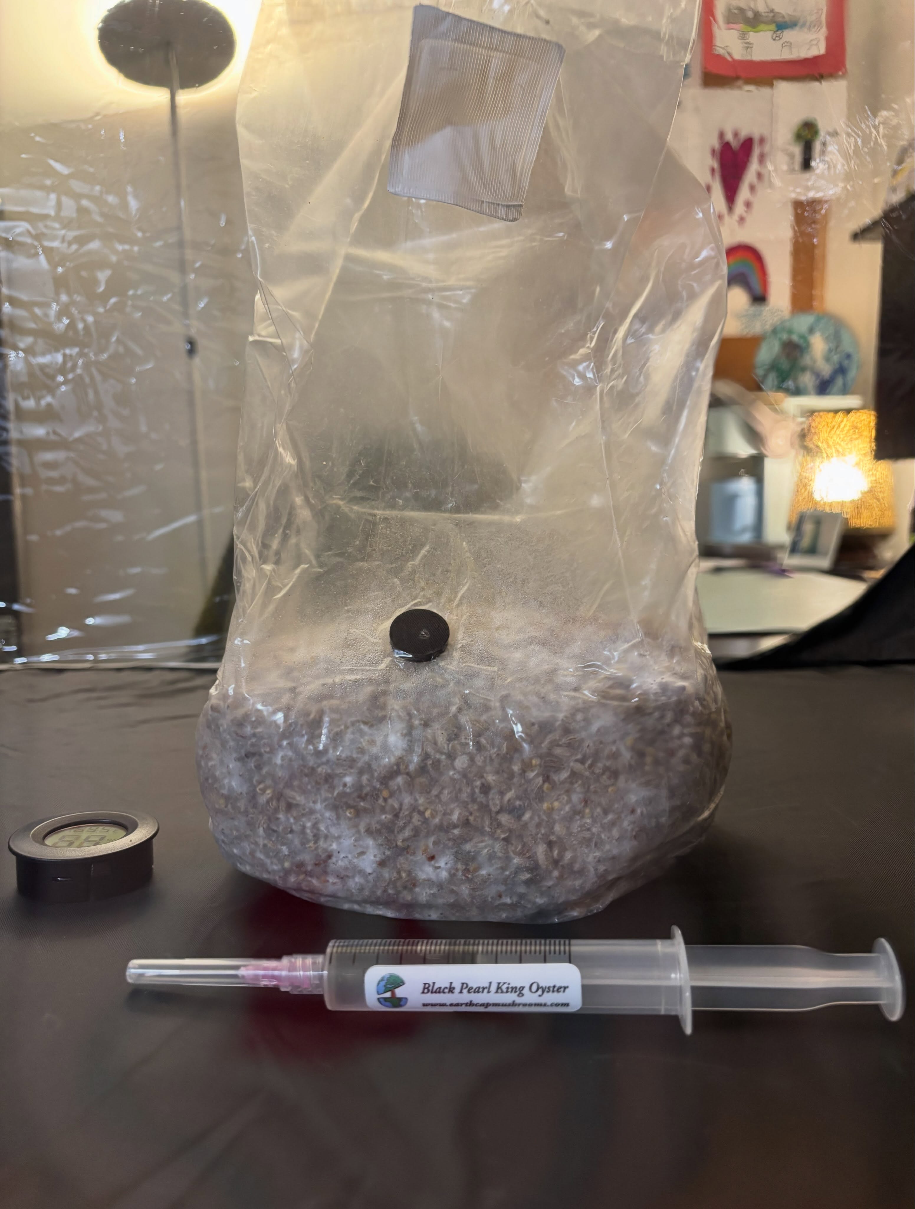 Mycelium Update
On June 22, I inoculated my first grain spawn bags with oyster mushroom liquid cultures as part of a broader exploration into biomaterials for education and design research.
About two weeks later, it’s exciting to see the mycelium beginning to colonize the grain.
One thing this process has already reminded me is that working with living materials asks us to think differently about making. Rather than designing for a material, you’re creating the conditions for something living to grow. It requires patience, observation, and a willingness to work alongside biological processes instead of controlling every step.
This exploration builds on earlier work with high school students at @samueliacademy , where we used Grow.bio mycelium kits as part of a larger project exploring sustainability and designing for the future. Students consistently described working with biomaterials as one of the most engaging parts of the experience and wanted more opportunities to experiment with them.
That observation has shaped the next phase of my research.
As part of a recent @wilkinsoncollege grant at @chapmanu focused on developing biomaterial toolkits for youth, I’m exploring not only how these experiences can become more accessible across schools and community settings, but also how hands-on engagement with living materials can foster new ways of questioning the status quo, understanding our relationships with the more-than-human world, and imagining preferable alternative futures.
Before designing learning experiences around these ideas, I wanted to better understand the cultivation process myself—to lift the hood, learn through making, and explore what kinds of experiences might meaningfully support curiosity, systems thinking, and future imagination.
Still lots to learn, but seeing those first signs of healthy growth feels like a promising start.