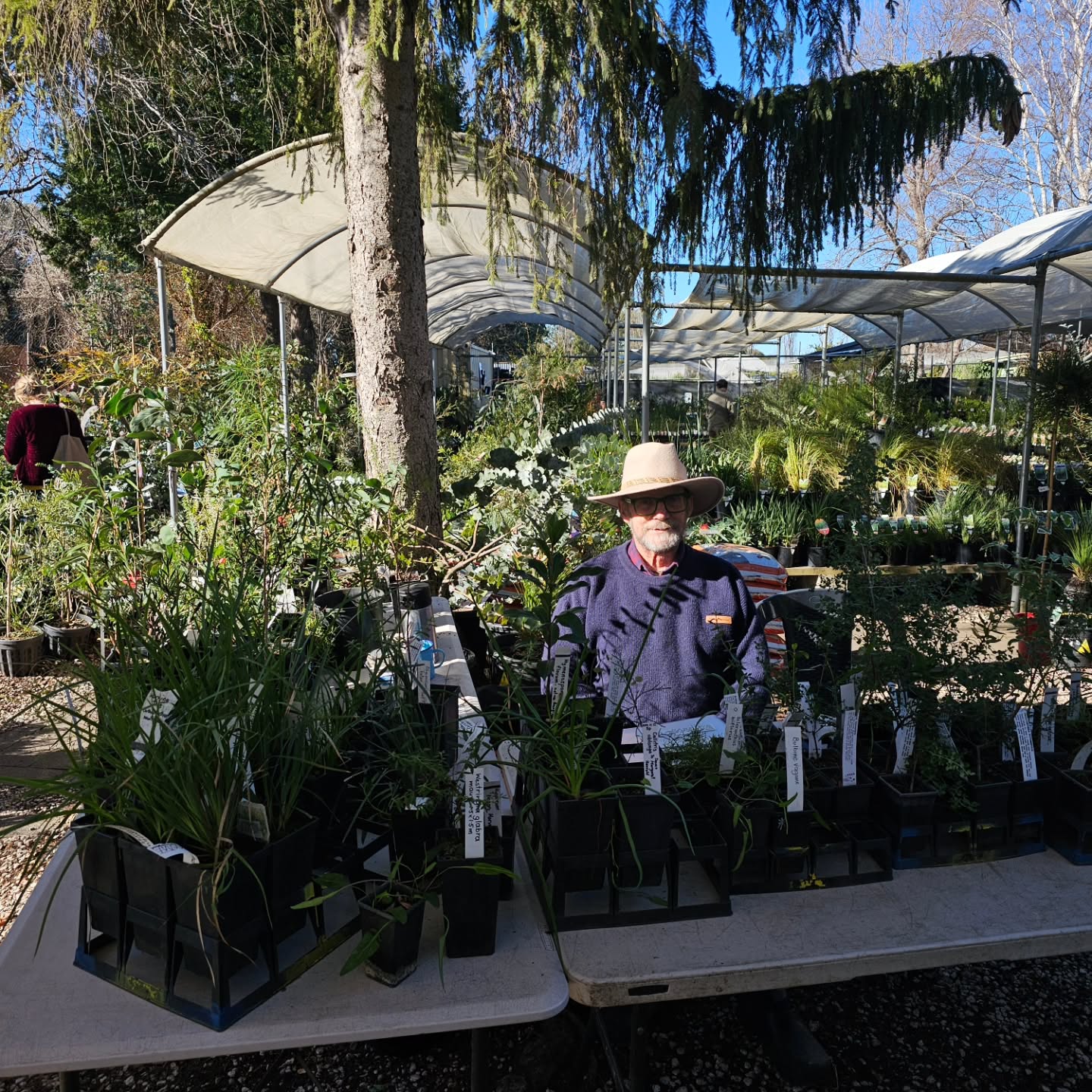 Bill is here in the nursery today with his plants babies. Come and say Hi. He will be here until 3pm today.
The winter has been very mild so far with warm soils and lots of rain. This has been the ideal year for winter planting, particularly frost hardy plants.
#cuumbeunnativeplants #winterplanting #localspecies #lovethynative