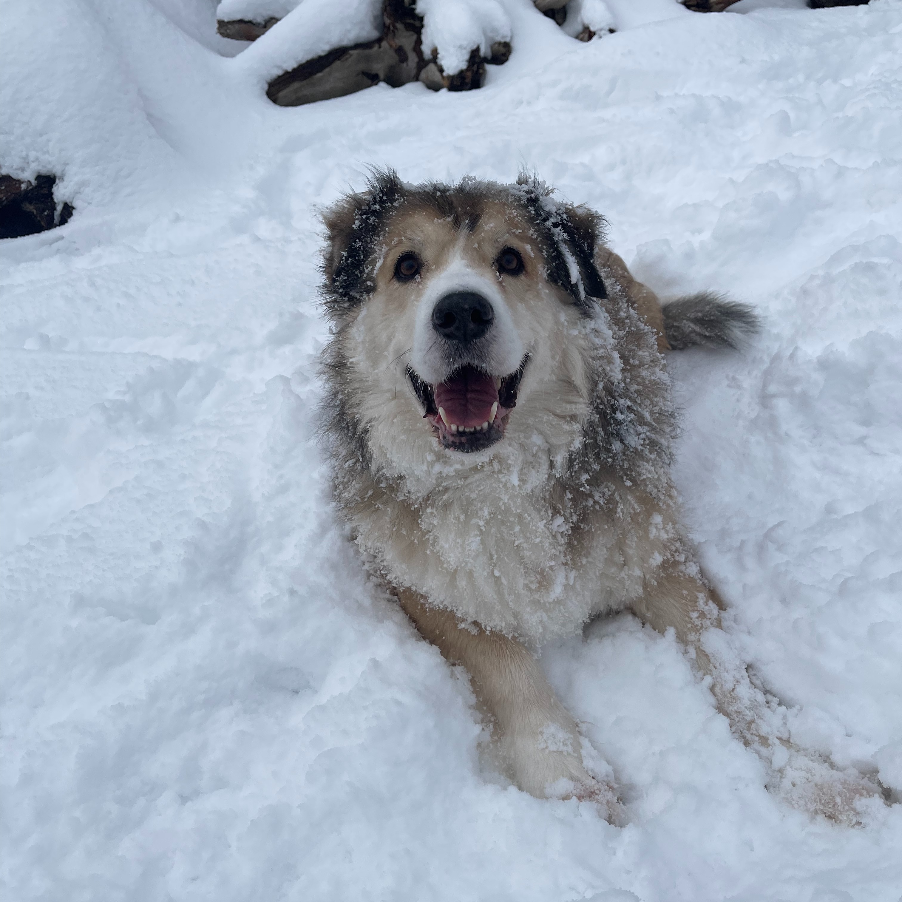 Pet Idol Contestant: Meat
#kodiakpetidol #vote