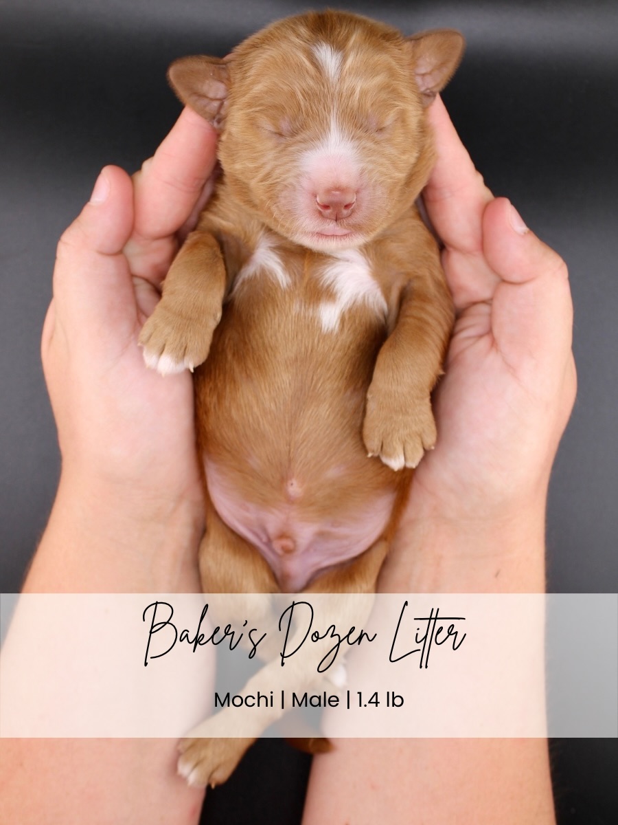 Our Bakerโs Dozen is one week old (+ a couple days ๐คช) and they are growing like weeds! Early Neurological Stimulation and Early Scent Introduction is underway and they coasting through it! ENS and ESI help build confident, resilient puppies by supporting healthy brain development, improving stress tolerance, and encouraging curiosity during their critical early weeks of life๐๐ผ
Selections have already begun! Stay tuned to see who was reserved this week๐ฉท We do have availability in males and females! Apply on our website: Centraltxdoodles.com