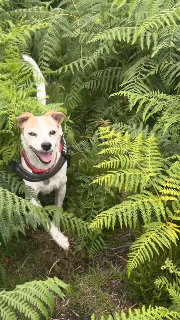 Welcome to Jurassic Park
#roar