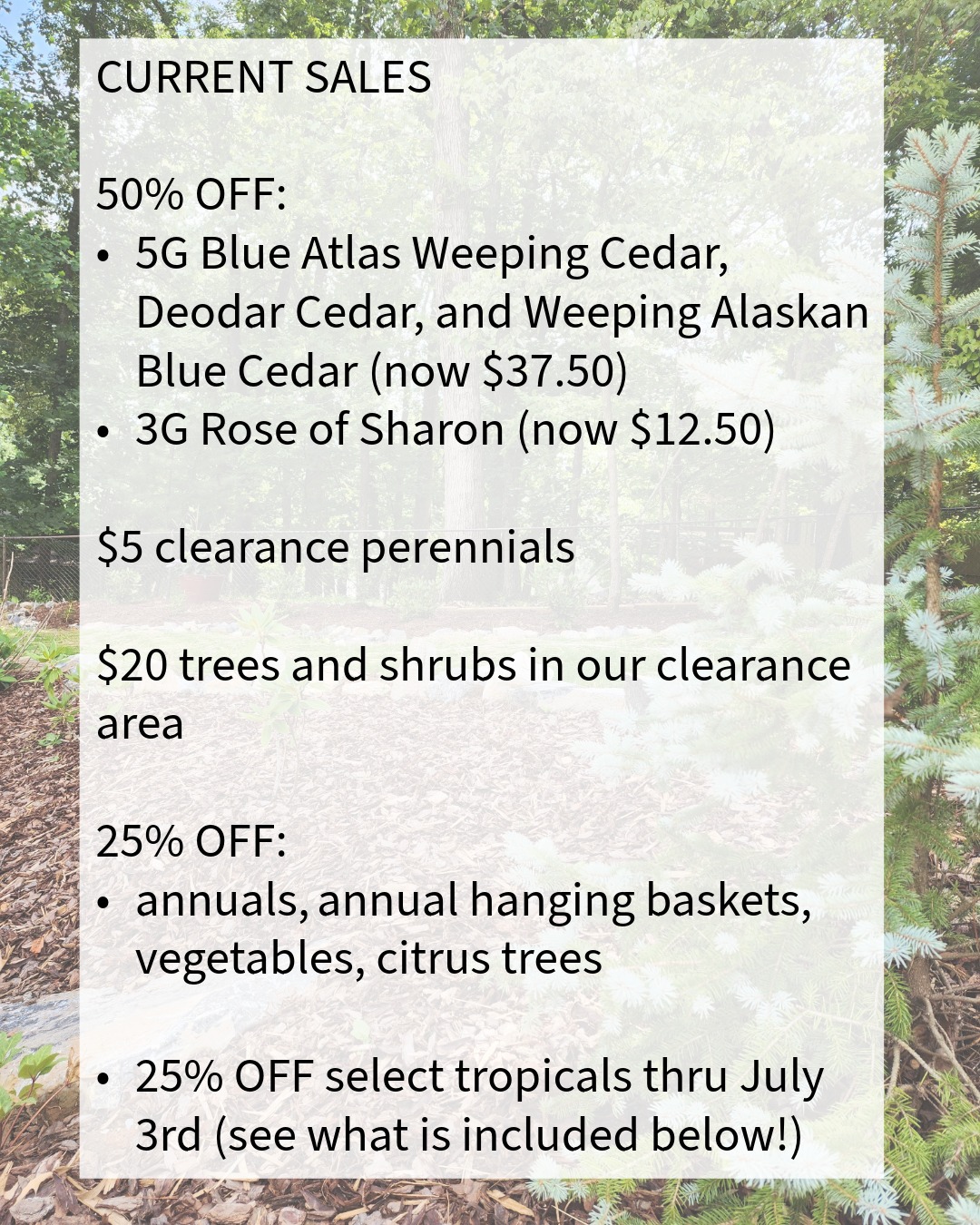 🎉MAJOR SALES are happening at your local nursery!
The only sale that currently has an end date is tropicals at 25% off (sale ends at the end of the day Friday). Tropicals on sale include:
☆All ferns (Boston, Asparagus, Majesty, Kimberly Queen)
☆All palms
☆Crotons
☆Stromanthe
☆Bird of Paradise
☆Tropical Hibiscus
☆Mandevilla
☆Black Eyed Susan Vine
☆Cordyline
We rarely have this many sales at once! Open Friday, July 3rd 8am-5pm
Closed Saturday, July 4th