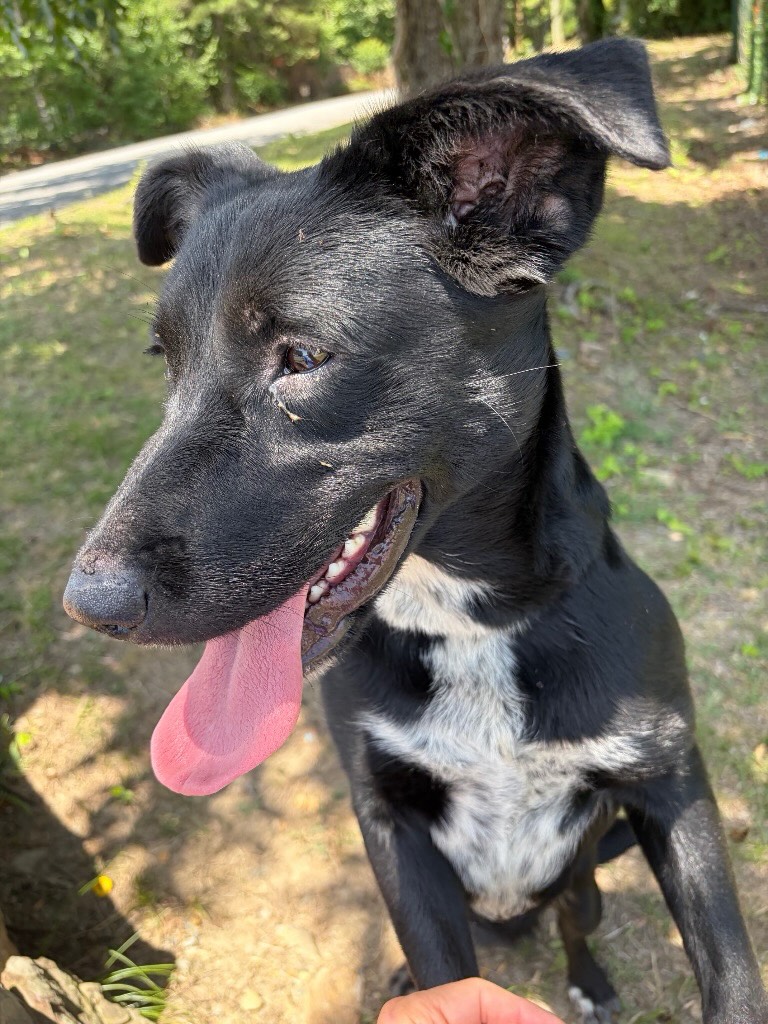 This sweet baby is Arabella. Like so many others at the shelter, she is wondering where her forever home is. Could it be with you? 💜
She is very playful, sweet and friendly. Arabella appears to be potty trained and does well on a leash.
She’s listed as a 1-year-old lab mix weighing in at 48 pounds.
Her adoption fee of just $90 covers his neuter, microchip, annual shots, and a heartworm test.
Meet her Tuesday-Saturday, 10:30-5 at 4500 Kramer Street.
🚨LRAV will close early Friday 7/3, and are closed on Saturday July 4th. 🚨
