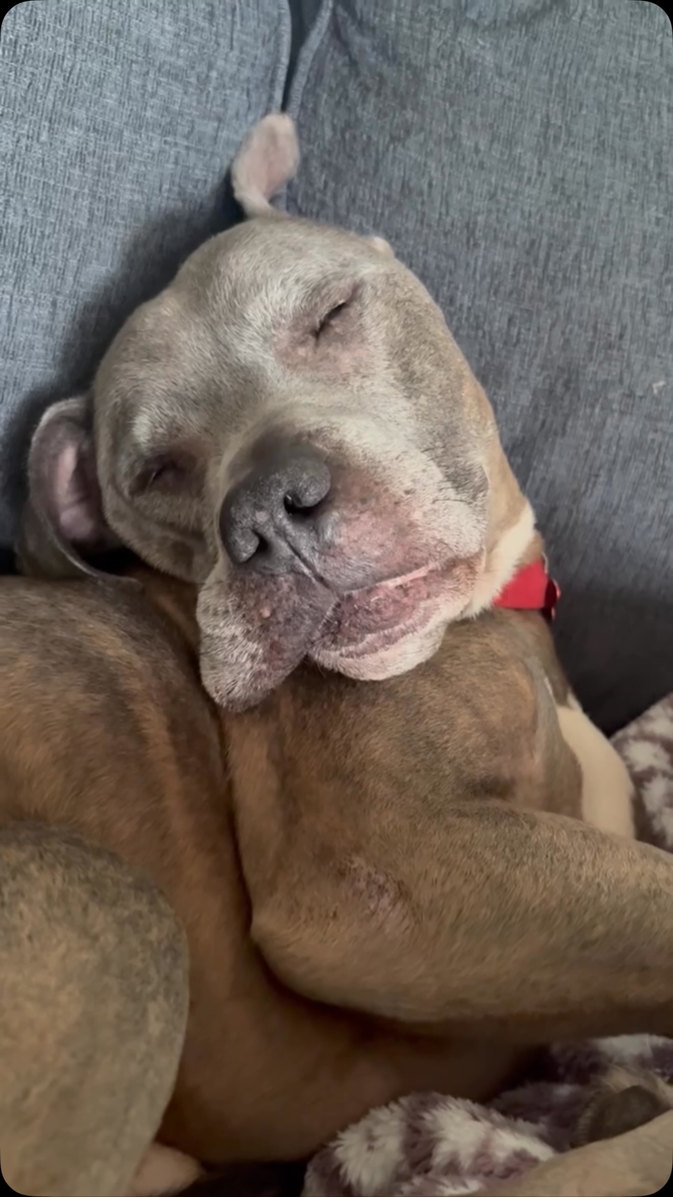 Odie still needs a home. His primary requirement is that said home contain one (1) “the good chair”, in which he can snooze whilst dreaming of telling those damn kids to keep off his lawn. #adopt @fultonanimalservices
