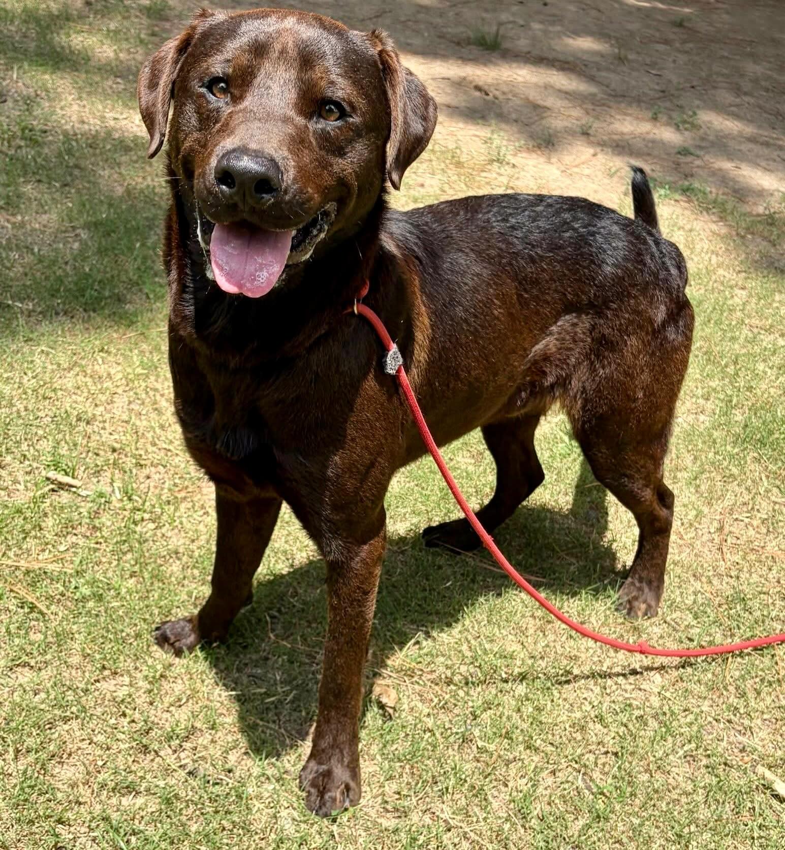Calling all Lab lovers! Meet Kieran. Isn’t he a hunk? 😍
He is so friendly and gentle. He’s 2 years old, so he still has some puppy energy. He would love to run around in your back yard!
Kieran weighs 62 pounds. This chocolate boy needs a forever home!
Meet hi Tuesday-Saturday, 10:30-5 at 4500 Kramer Street.
🚨LRAV will close early Friday 7/3, and are closed on Saturday July 4th. 🚨