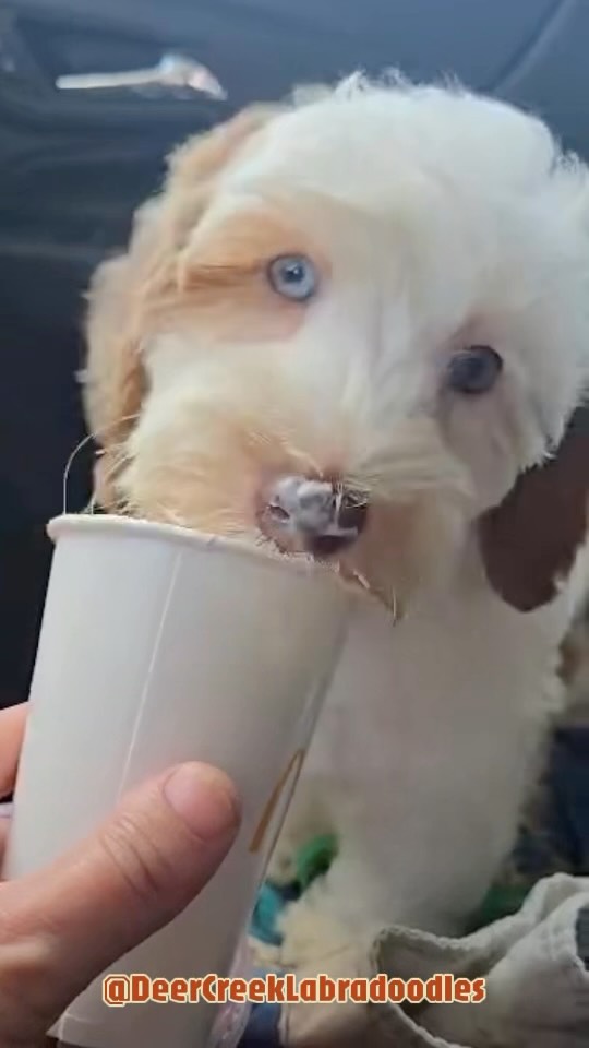Town visit calls for a pupcup! #deercreeklabradoodles #pupcup #doodlesofinstagram #puppylove #puppylife