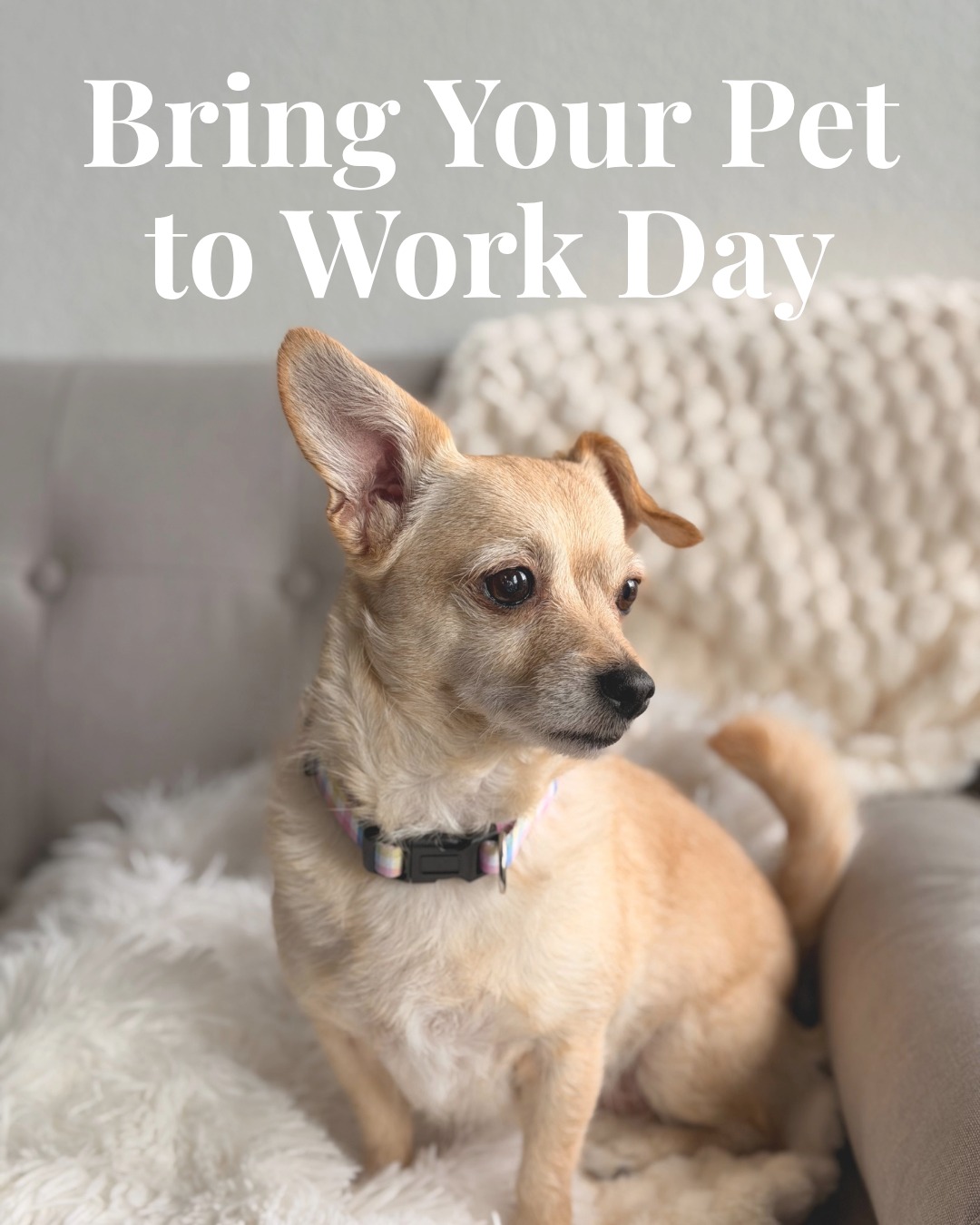 Around here, “Bring Your Pet to Work Day” feels a lot like… Tuesday.
And honestly, we wouldn’t have it any other way.
#OfficePets #PetFriendlyOffice #Infuze #Dogs #UncommonMarketing