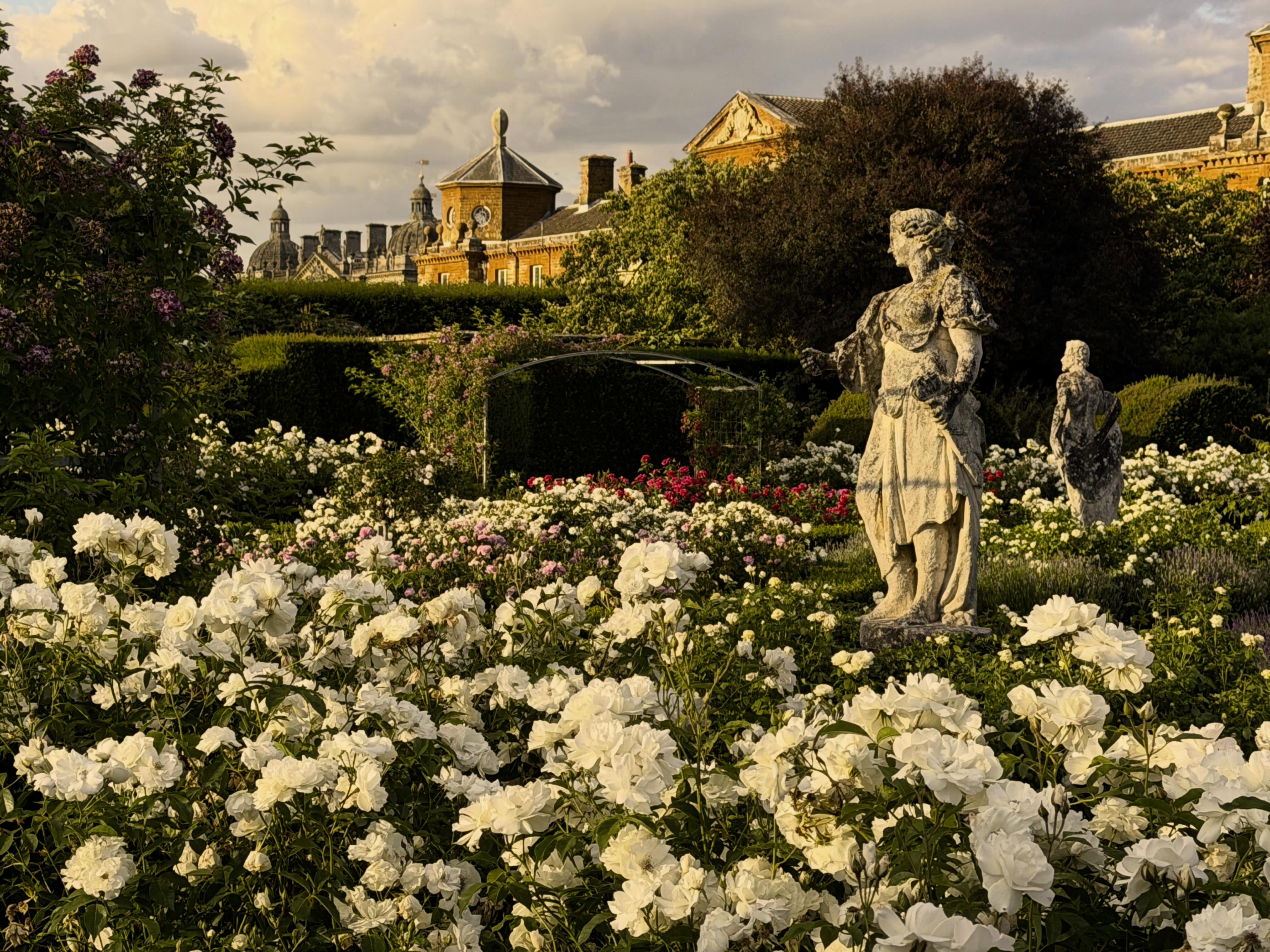 Another picture of the Rose Garden this evening. I always love seeing the roof of the stables and the Hall beyond from this angle