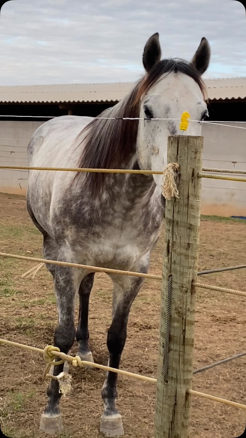 🐴 A base de um grande competidor começa na equitação.
Antes da velocidade, vem a técnica. Antes dos Três Tambores, vem o equilíbrio, a postura, o controle e a sintonia entre cavalo e cavaleiro.
Por isso, em nossas aulas trabalhamos exercícios específicos que desenvolvem coordenação, independência das mãos e pernas, estabilidade na sela e controle do cavalo em todas as andaduras. Essa preparação é essencial para quem deseja evoluir com segurança e alcançar um alto desempenho nos Três Tambores.
Cada volta na pista, cada exercício e cada aula aproximam o aluno do seu objetivo.
No Haras Vale das Pedras, formamos cavaleiros preparados para montar com confiança e competir com técnica.
🐎 E você? Seu sonho é aprender a montar ou competir nos Três Tambores? Conte para nós nos comentários! 👇
#Equitação #TrêsTambores #AulasDeEquitação #TreinamentoEquestre #HarasValeDasPedras