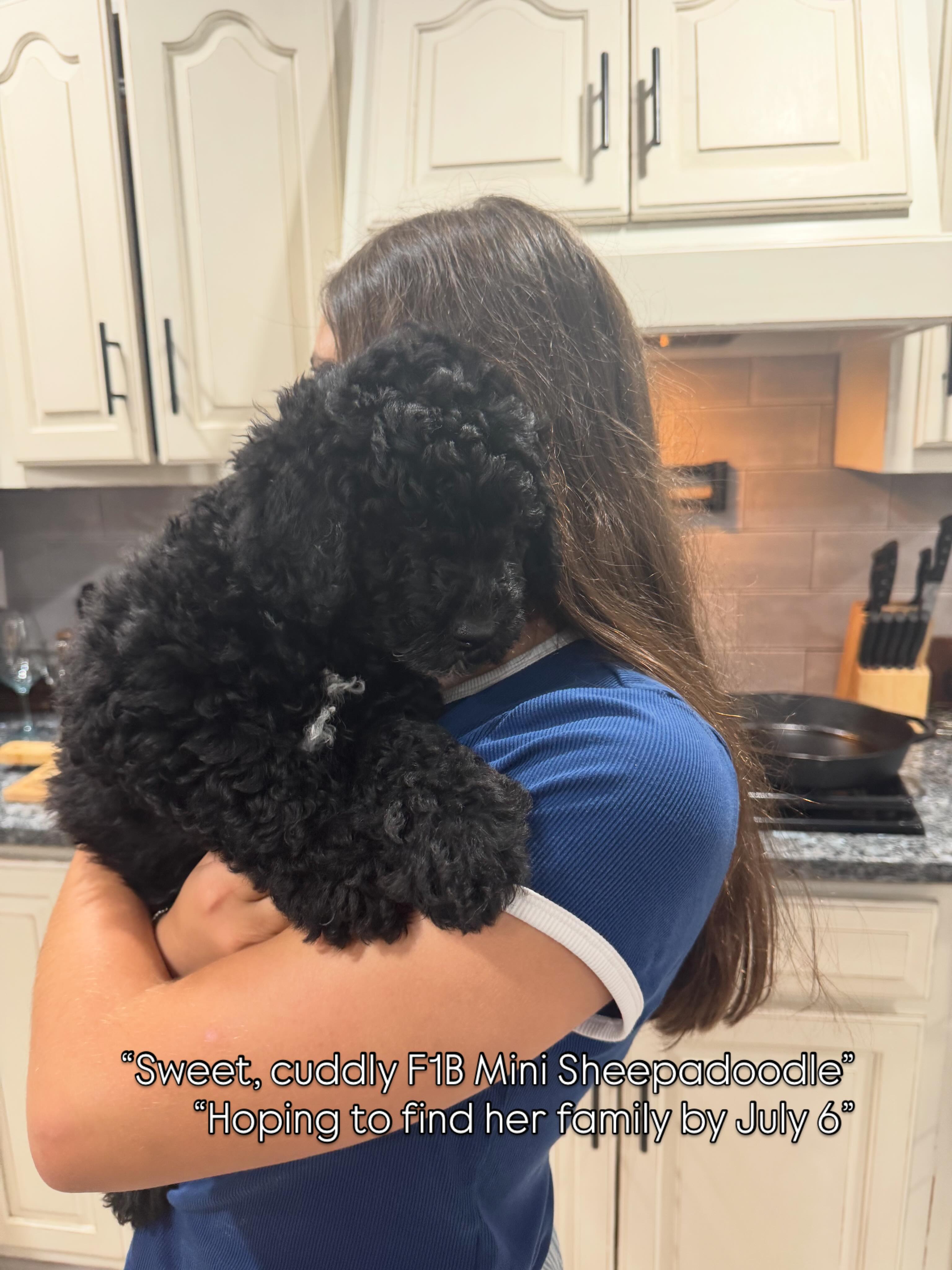 🐾 Shelly is still looking for her forever family 🤍
This sweet girl is ready for her next chapter, and we would love to find her family by July 6.
Shelly is an F1B Mini Sheepadoodle from Violet and Vinchenzo’s litter. She is expected to be around 25–35 lbs full grown and has the softest, sweetest personality.
She is a sweeter and a bit more reserved than some of her siblings, but that is part of what makes her so special. Shelly likes to take things in, feel safe, and then she melts right into you. She is cuddly, gentle, affectionate, and so easy to love.
Shelly has been raised with our puppy curriculum, including early socialization, ENS/ESI, sound and texture exposure, early potty-area exposure, and an introduction to crate training.
She is ready to go home with her health certificate, first vaccines, and microchip.
Shelly would be a wonderful fit for a family looking for a sweet, softer-natured puppy who wants to be close to her people. 🤍
📍C3 Sheepadoodles
🐶 F1B Mini Sheepadoodle
🏡 Ready now
🤍 Hoping to find her family by July 6
Please message us if you think Shelly may be the missing piece in your family.