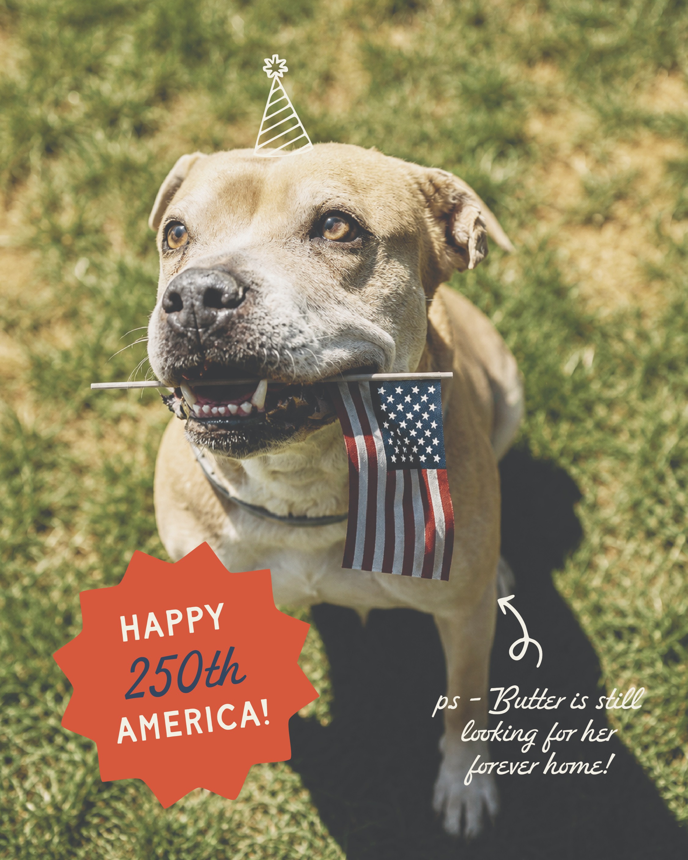 🇺🇸 Happy Fourth of July from all of us at Stella's Rescue!
While many of us are celebrating, fireworks can be one of the most frightening nights of the year for dogs and cats.
If you're celebrating this weekend, please:
- Keep your pets safely indoors.
- Make sure they're wearing ID tags.
- Think about the animals who don't understand the loud noises.
And while you're here... Butter is still waiting for her forever family.
This holiday, you can make a difference by:
- Adopting
- Fostering
- Donating
- Sharing this post with someone looking for a new best friend
Let's make this Independence Day a little kinder for the animals who need us most.
Happy Fourth, everyone. Stay safe and give your pets an extra hug tonight. 🇺🇸
#StellasRescue #AdoptDontShop #FosterSaveLives #FourthOfJuly #PetSafety #RescueDog #RescueCat #DogRescue #AnimalRescue #WinstonSalem #ForeverHome #AdoptButter