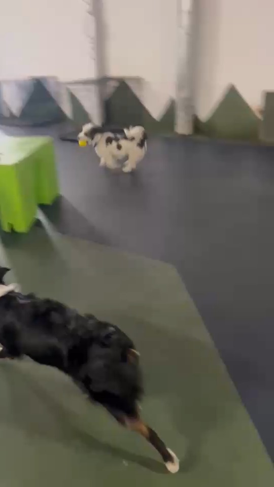 The Dog Club’s elite track team has once again discovered “the thing.” Chaos. Speed. Zero hesitation.