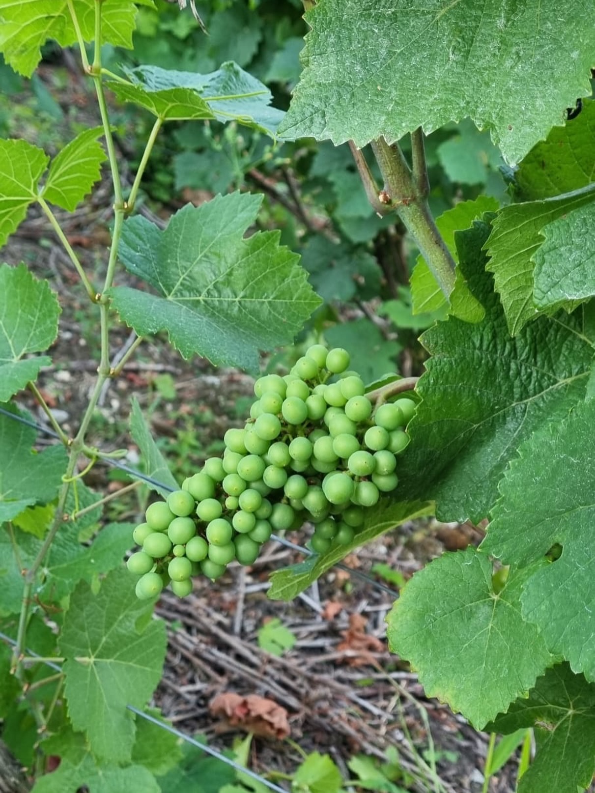 La vigne poursuit son cycle… et nous voilà au stade « petit pois » 🍇
À ce stade, les baies ont désormais la taille d’un petit pois. Après la floraison et la fécondation, chaque fleur s’est transformée en un jeune grain de raisin qui commence à se développer.
C’est une étape essentielle : les futures grappes prennent forme et leur potentiel de récolte se dessine. Les baies restent encore vertes, fermes et riches en acides. Elles vont continuer à grossir tout au long de l’été avant le début de la véraison, où elles changeront de couleur et commenceront à accumuler les sucres.
Chaque étape est importante et nous rapproche un peu plus des vendanges. ☀️
#champagne #champagnebrassart #vigneschampagne #vendangeschampagne #moussy