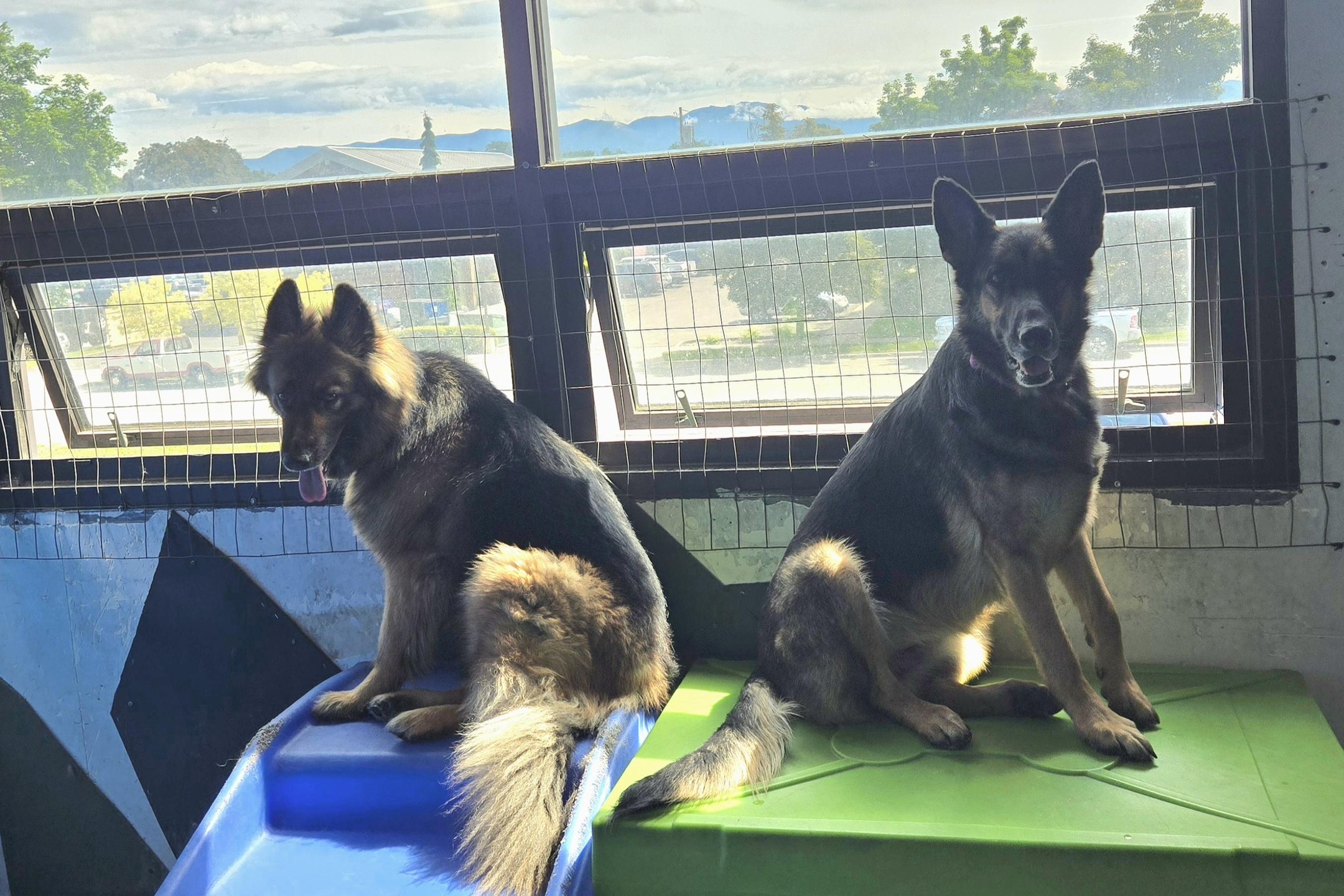The dogs are embracing the perfect combo of: Chill vibes + Maximum playtime. Basically: They’re relaxed… but also sprinting like they just remembered they left the oven on.