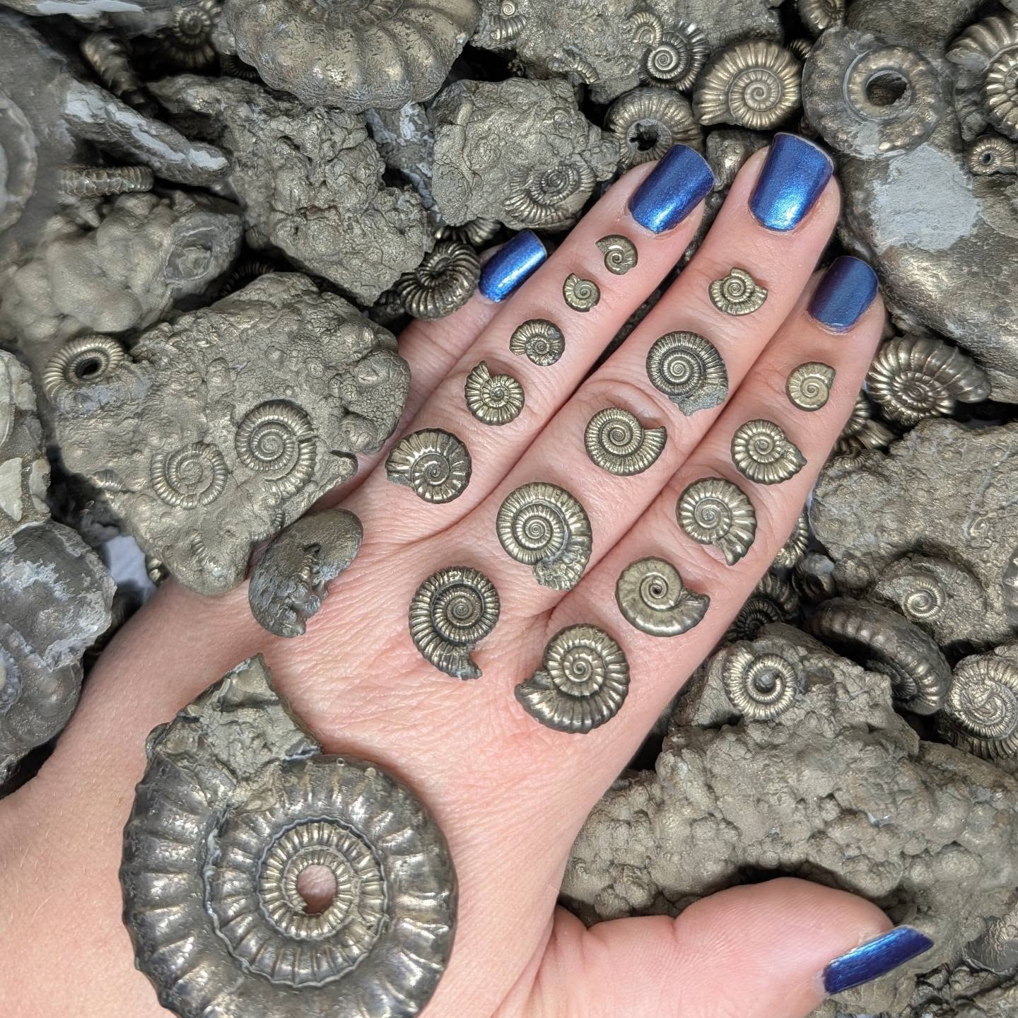 Pyrite ammonites are often the first fossil found on a visit to the beaches of Charmouth and Lyme Regis, for most people they ignite the spark of searching for fossils!
So perfect when they are washed from the clays - they require very little preparation. In the right conditions many of them can be found in a day - but the beach has it's own seasons - landslides, waves and tides can mean one day there's lots, another they are all buried under the sand.
If the ammonites are not collected they are quickly destroyed by the same elements that expose them.
I've just uploaded over 200 pyrite ammonites to my Etsy shop :) you can find the link in my bio.
#ammonite
#fossil
#ironpyrite
#goldenfossil
#jewellery