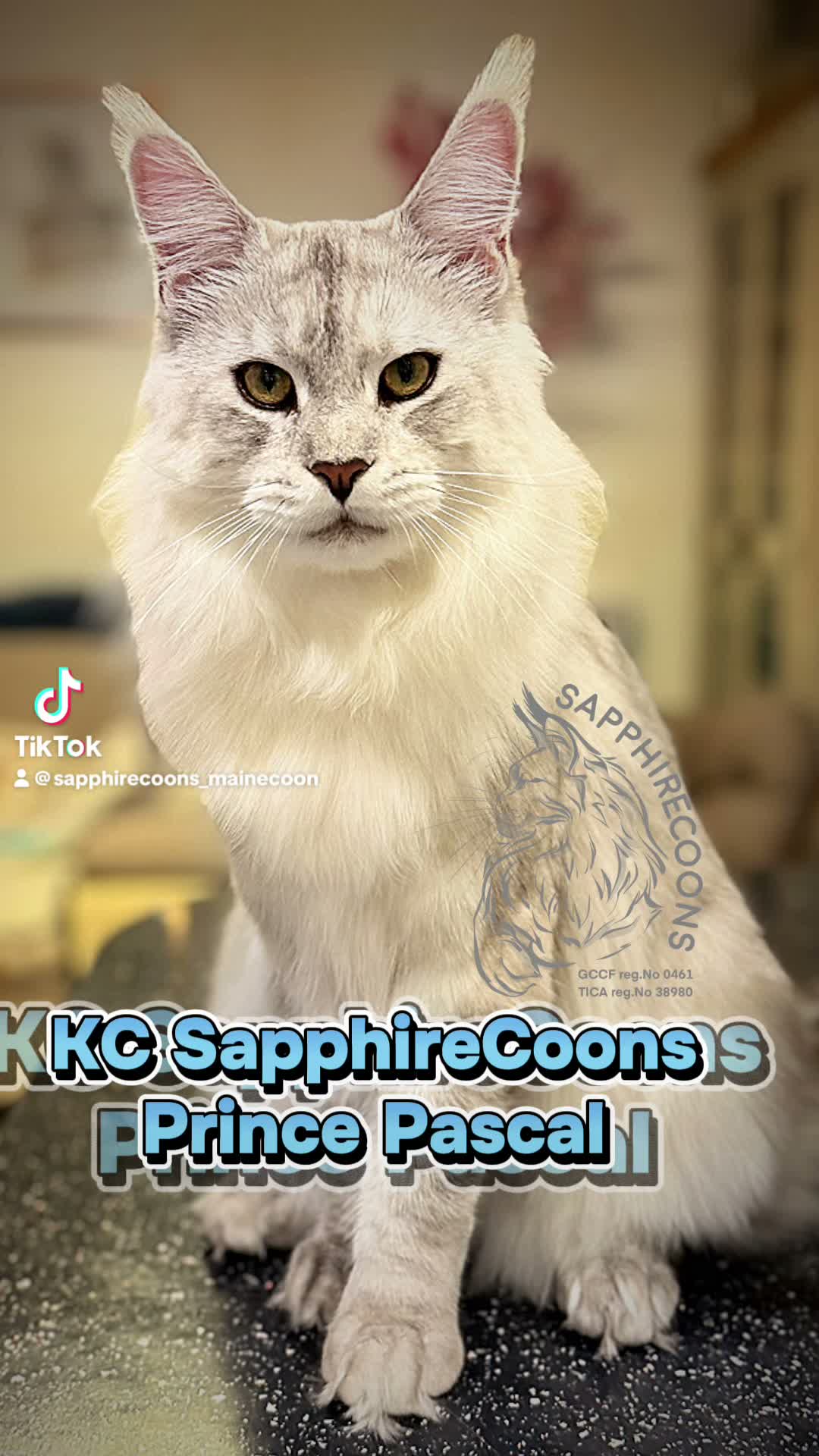 Prince Pascal ready for Saturday show
#MaineCoon #sapphirecoons #mainecoonbreeder #catshow #champion