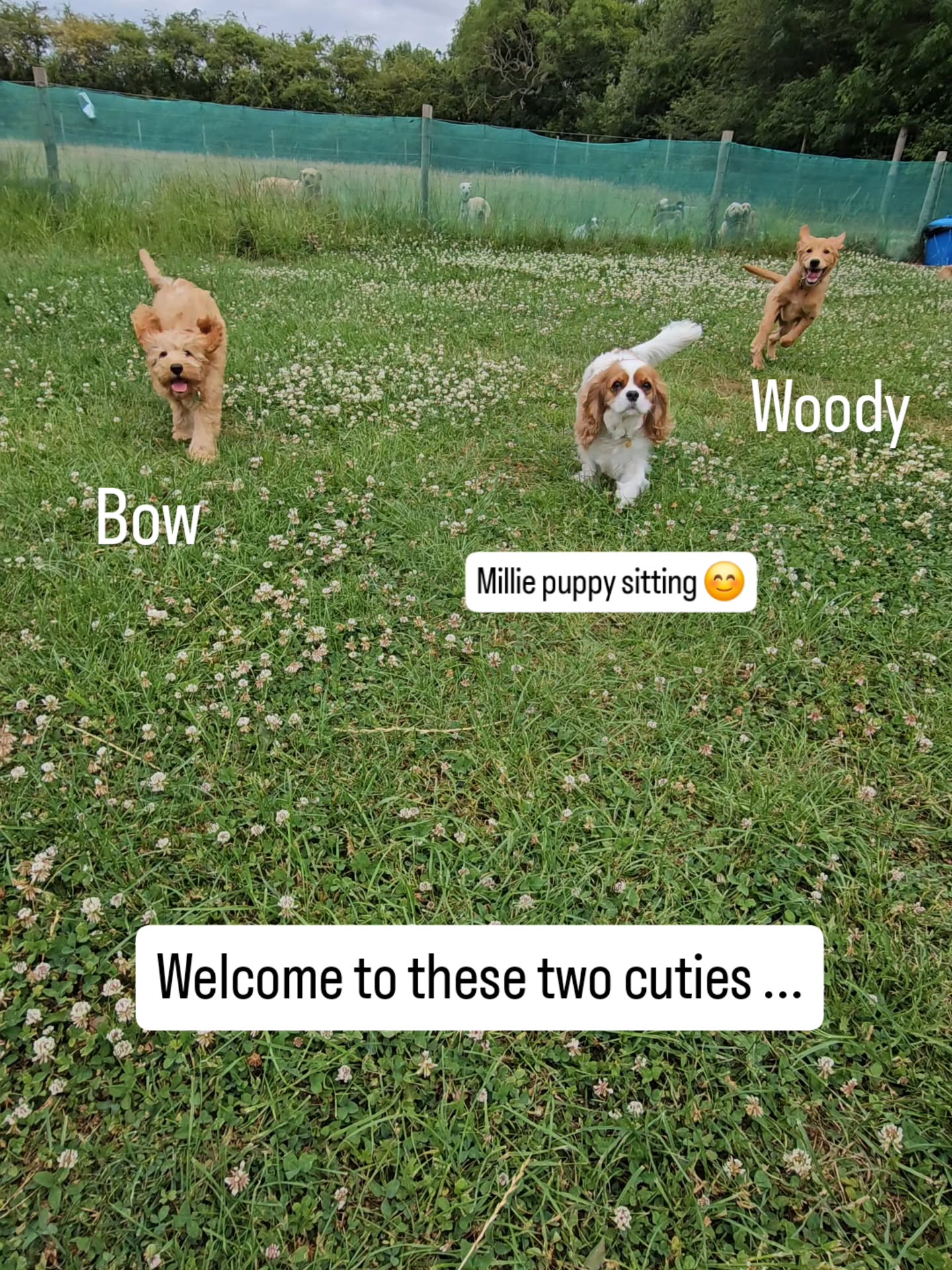 Welcoming two new puppies to the pack today. Both lovely confident dogs who fit right in and had the best day 😊
#puppylife #doggydaycareuk #pawsomedaysderby