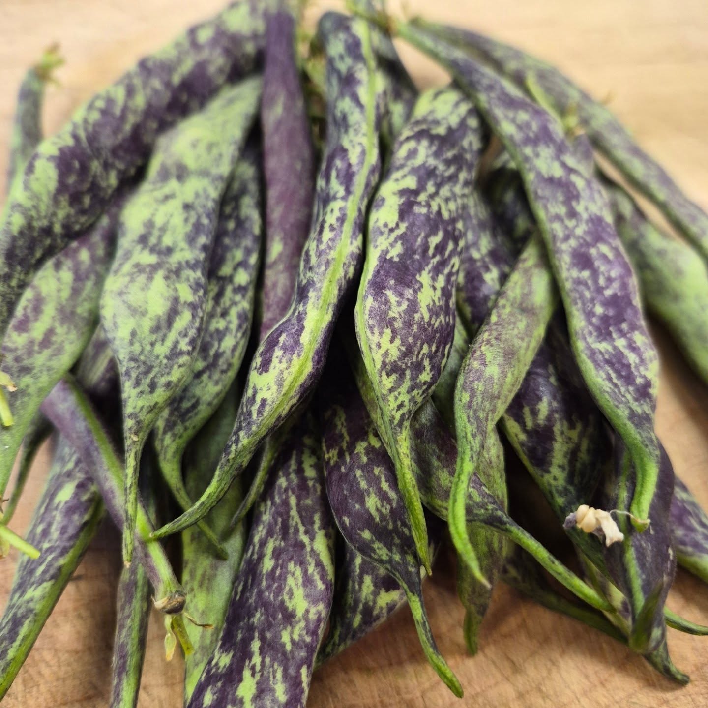 Our first harvest of @bakercreekseeds 1500 year old beans are beautiful and tasty! Legend says that the original seeds where found in a sealed clay jar in A New Mexico cave and dated back 1500 years! Come tatse so history!