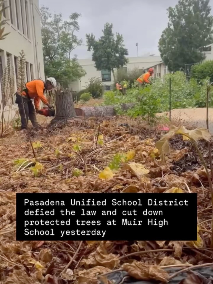 PUSD broke the law yesterday, violating Pasadena’s Protected Tree Ordinance. PUSD cut down protected coast live oak trees, and they did this during bird nesting season with no biologist present. The PUSD School Board continues to rely on a deeply flawed report from their consultant Verdantas @we.are.verdantas - Despite hundreds of letters from the community, packed board rooms, public outcry, a lawsuit brought by community members and threatened legal action from the City of Pasadena, PUSD has not changed course on their plan. Every day the trees remain at risk. We’ve lost more than 20 trees now. It’s very confusing to see our tax dollars used in this way. We continue to hope @pasadenaunified makes a better decision.
📌For anyone who wants to help: Join us on 7/8/2026 at 6:30pm at Pasadena Presbyterian Church for an evening with the legendary Julia Butterfly Hill and amazing student-led performances. For tickets and/or donations, go to: bit.ly/PUSDtrees (link also in bio) 🙏🌳
*Clarification: City Code Compliance was able to access the site, but was escorted off campus by PUSD.