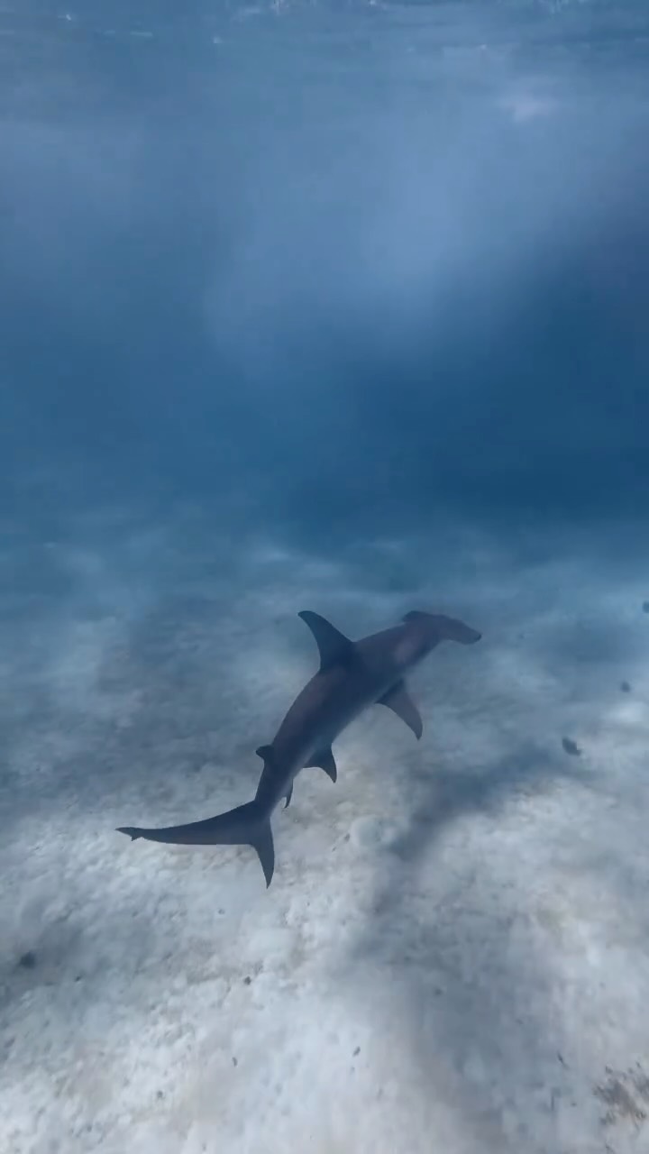 A dream come true, swimming with a Great Hammerhead Shark. One of the rarest species to spot here on the Ningaloo. 🔥
Our luck strikes again. 🍀
Taken onboard our @deepsensationsfreediving Ningaloo Reef Expedition. P.S. We still have spaces for 2027’s Expeditions - link in bio!