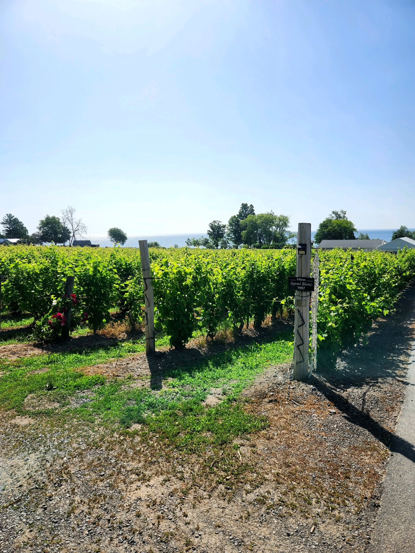 Flowering is wrapping up, and fruit set is well underway across the vineyards.
It's always exciting to see the tiny grape clusters starting to form as another growing season takes shape. Every stage brings us one step closer to harvest, and we can't wait to see what this vintage has in store.
#PrinceEdwardCounty #PECWine #OntarioWine #VineyardLife #WineCountry