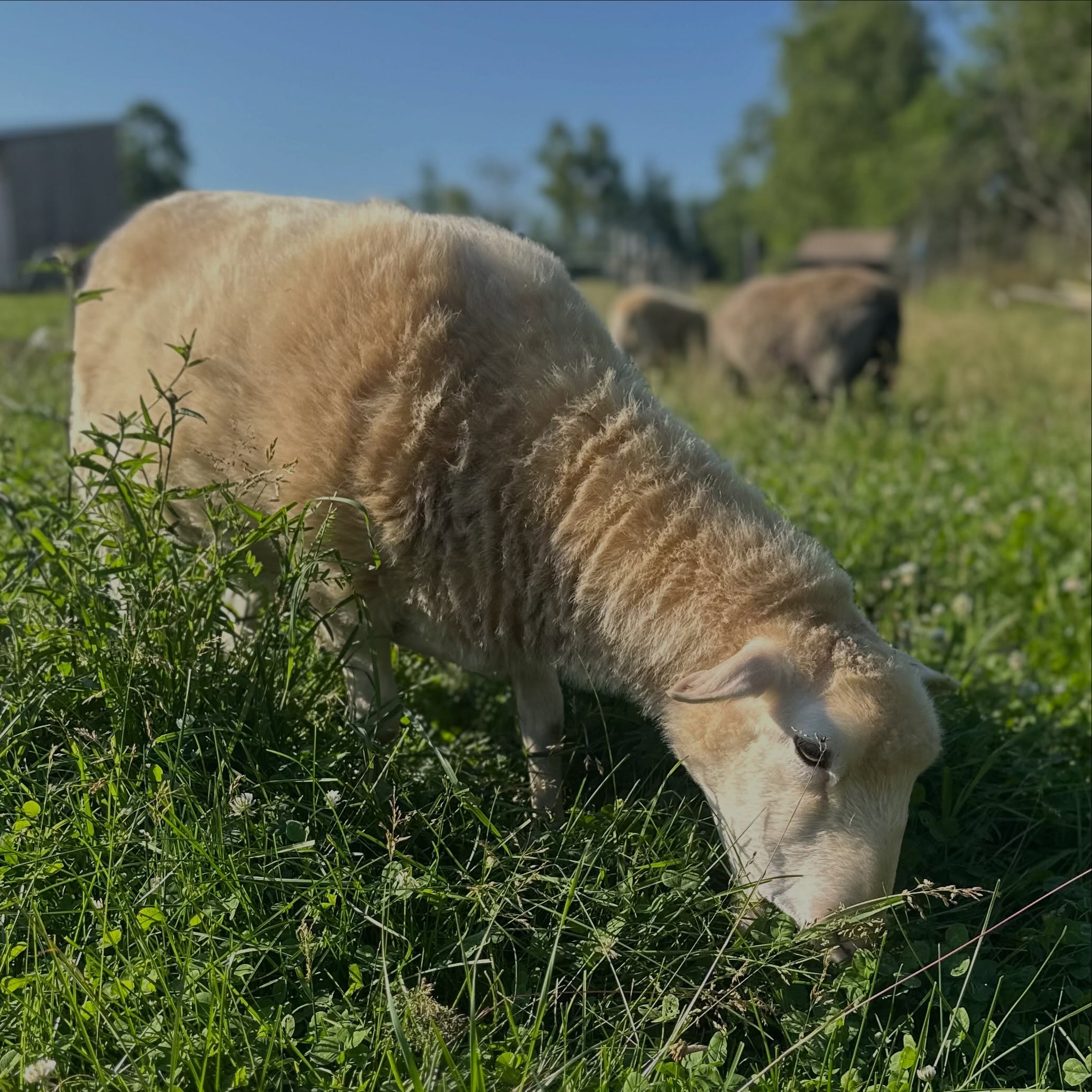 Everyone is happy that it’s been a little cooler today and there’s been a nice breeze. Olive happily eating grass this morning.