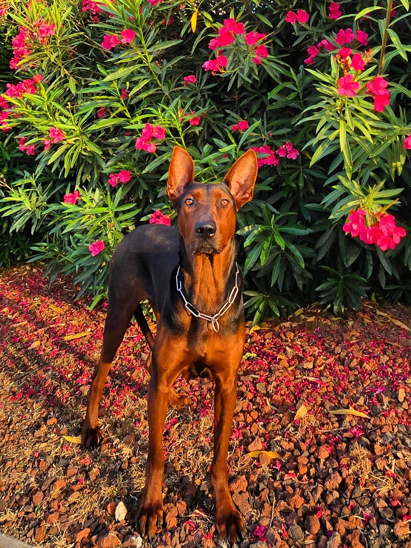 Calypso in California
-
ANKC hips 2/2 elbows 00
Full dentition OFA Normal Eyes
-
Laizhou hong chinese red dog
-
Nothing for sale, DM to inquire about the breed!
-
dutch shepherd sighthound #rarebreed #protectiondog #chinesereddog beauceron schutzhund protection dog psa german shepherd guard dog trainer preservation chinese red dog #dobie