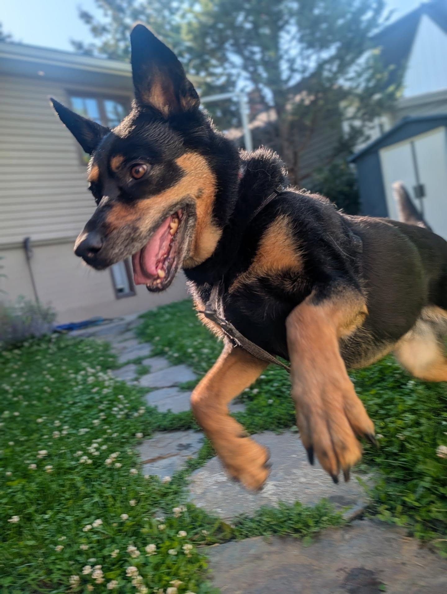 Morning dose of cuteness of Meika playing with Tuxx 🥰
.
.
#dogplay #happydog #cuteness #lovebug