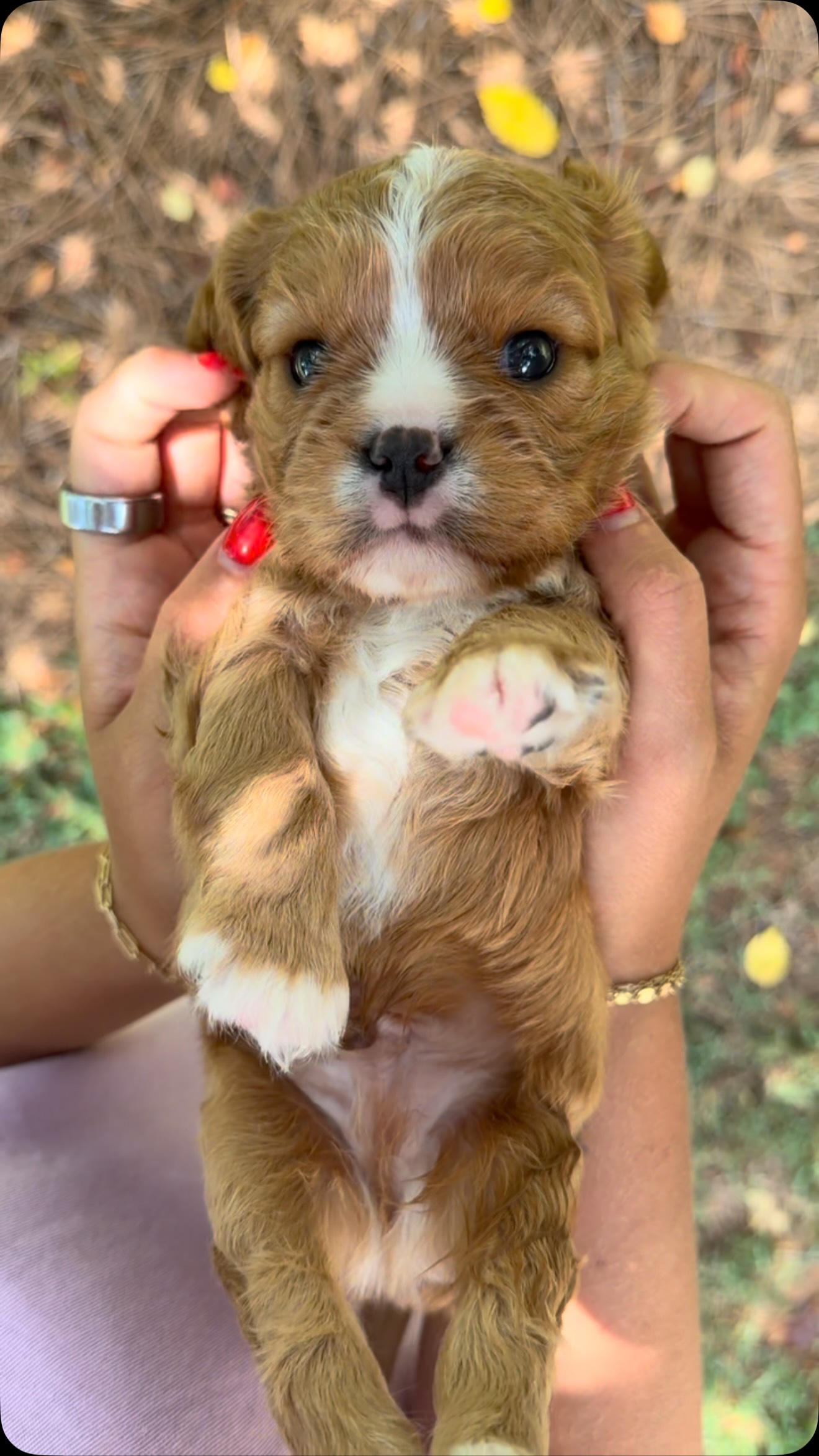Whew …. anybody else need a tissue after listening to that audio?🤧
Featuring Lorenzo❤️
#cavalier #breeder #cavalierkingcharlesspanielpuppy #puppytiktok #dogsoftiktok
