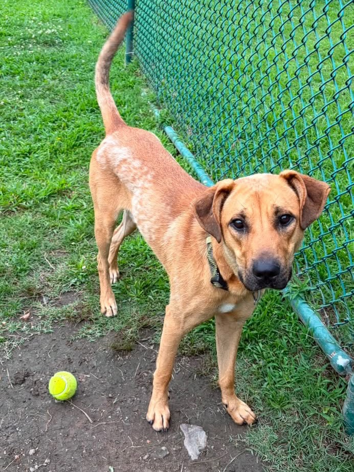 This cute boy is Riley!
He’s listed as a 1-year-old mix weighing in at 47 pounds.
Riley is a such a sweet and happy guy who is just waiting on his forever home. Could it be with you?
He walks easily on a leash and LOVES tennis balls and toys. 🎾🧸
His adoption fee of just $90 covers her neuter, microchip, annual shots, and a heartworm test.
Meet him Tuesday-Saturday, 10:30-5 at 4500 Kramer Street.
Please share! 💜🐾💚